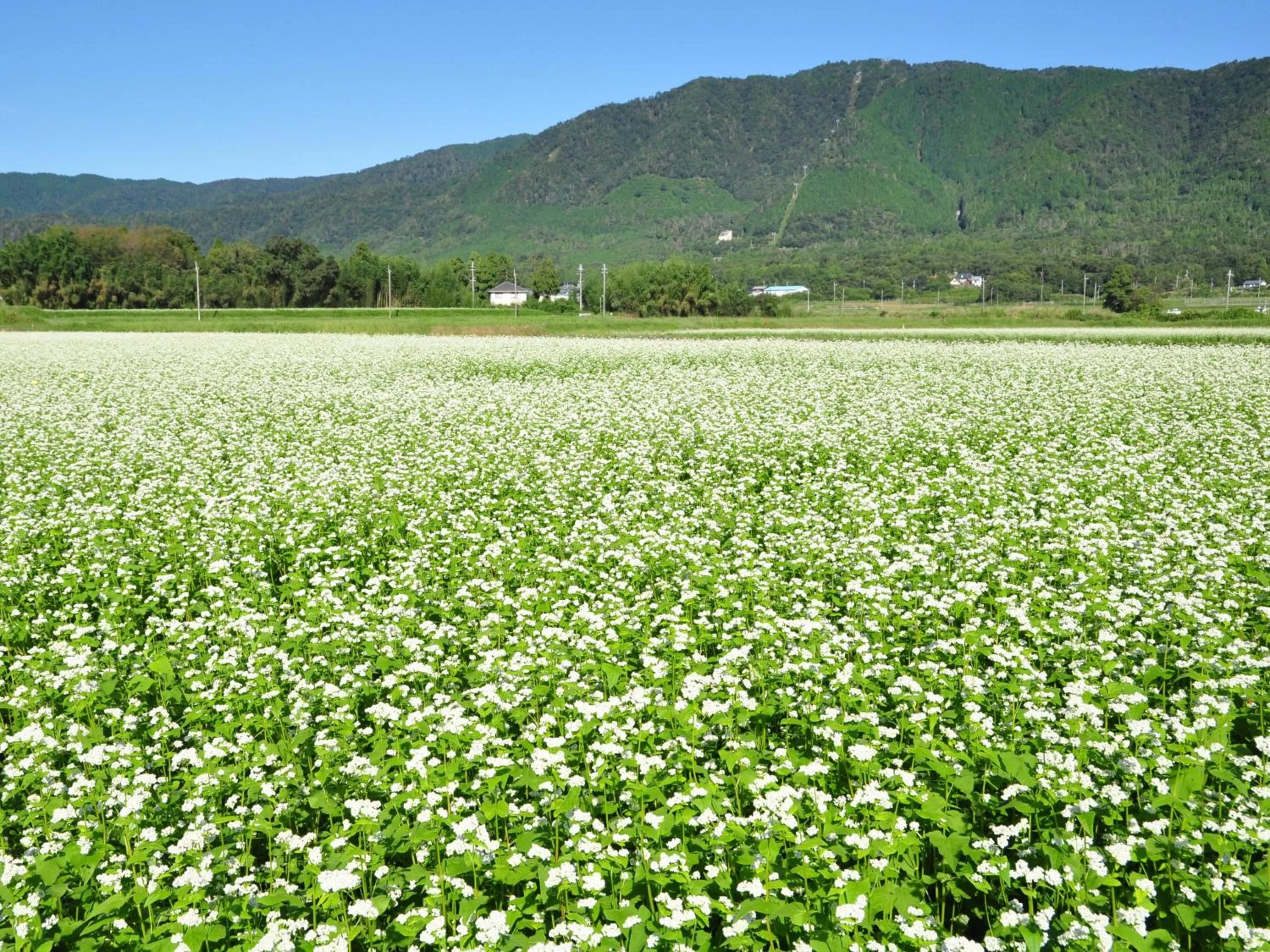 Nearby landmark in Grand Park Hotel Okubiwako Makino