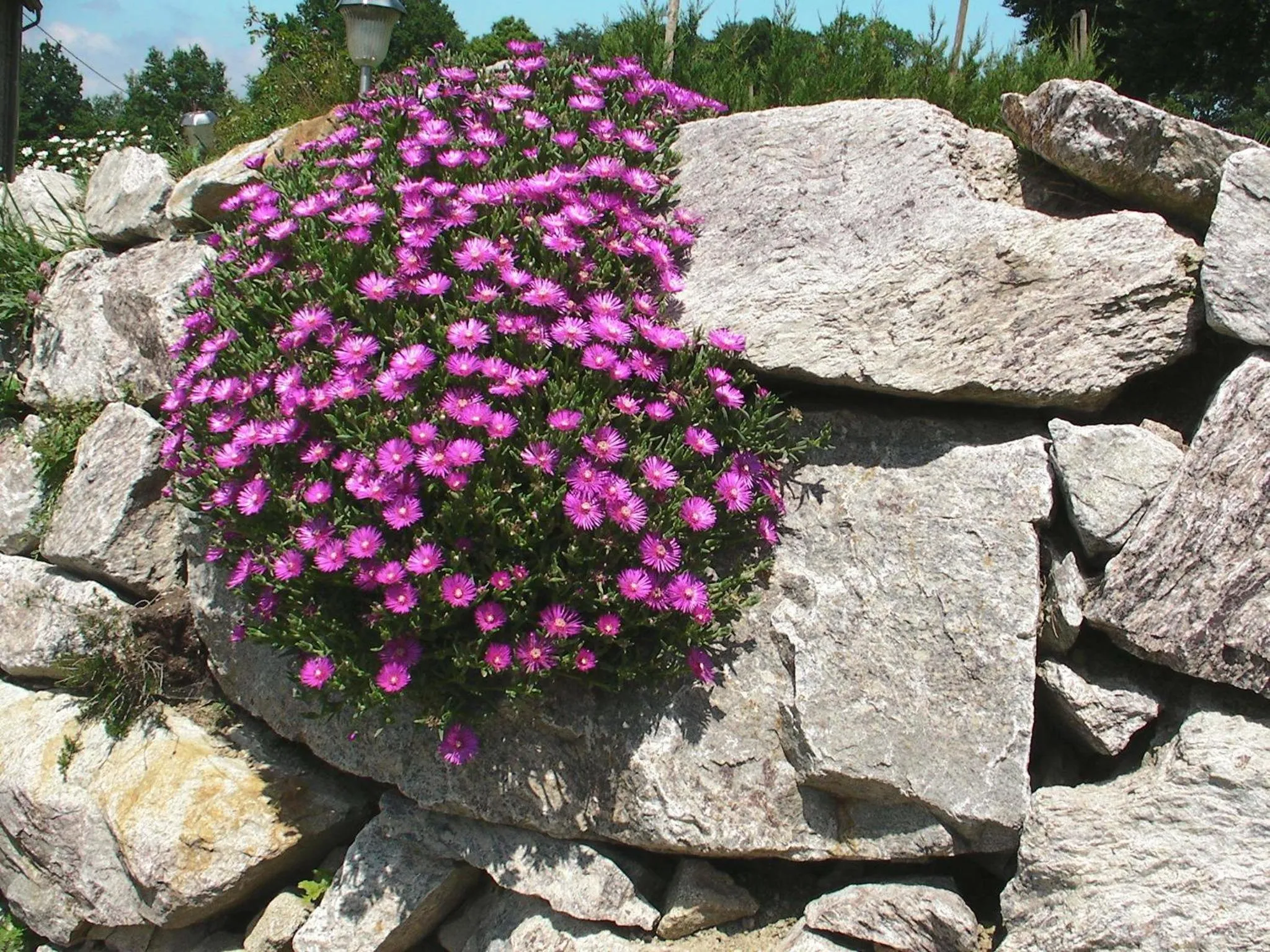 Garden in Maison Chabrat