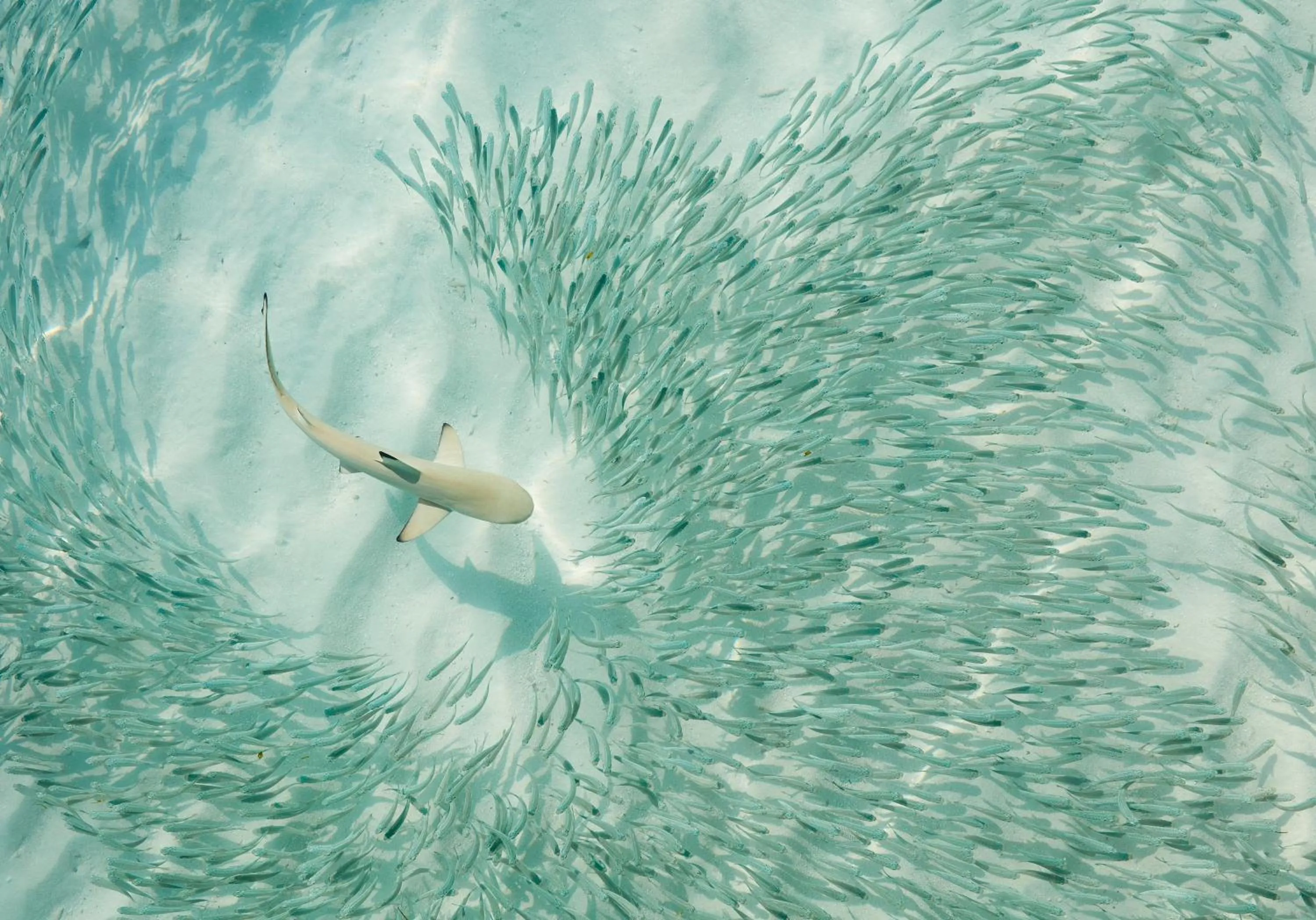 Sea view in Sun Siyam Iru Fushi with Free Transfer