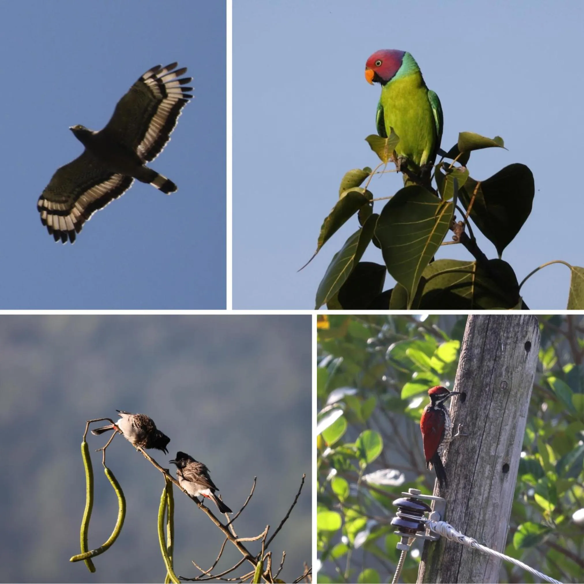 Animals in Awesome Place