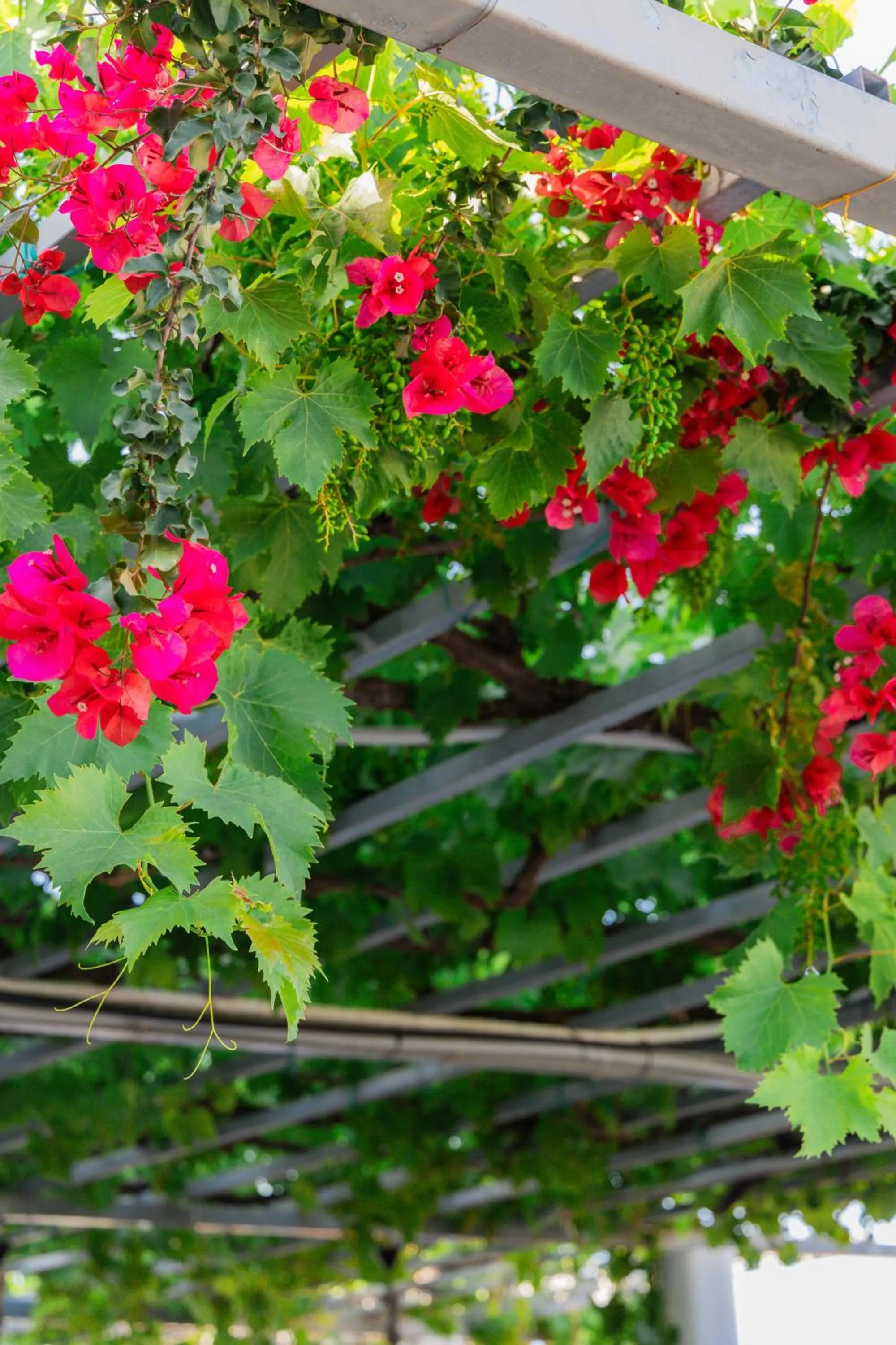 Property building in Sunsea Wellness Resort