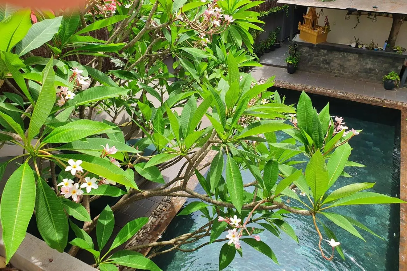 Garden in Siem Reap Tevi Residence