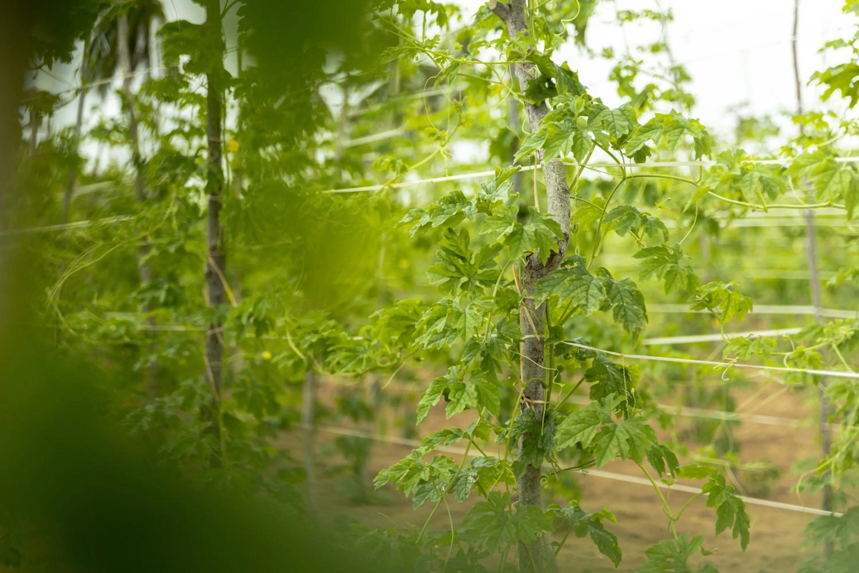 Activities in Roshanne Beach Resort, Kalpitiya