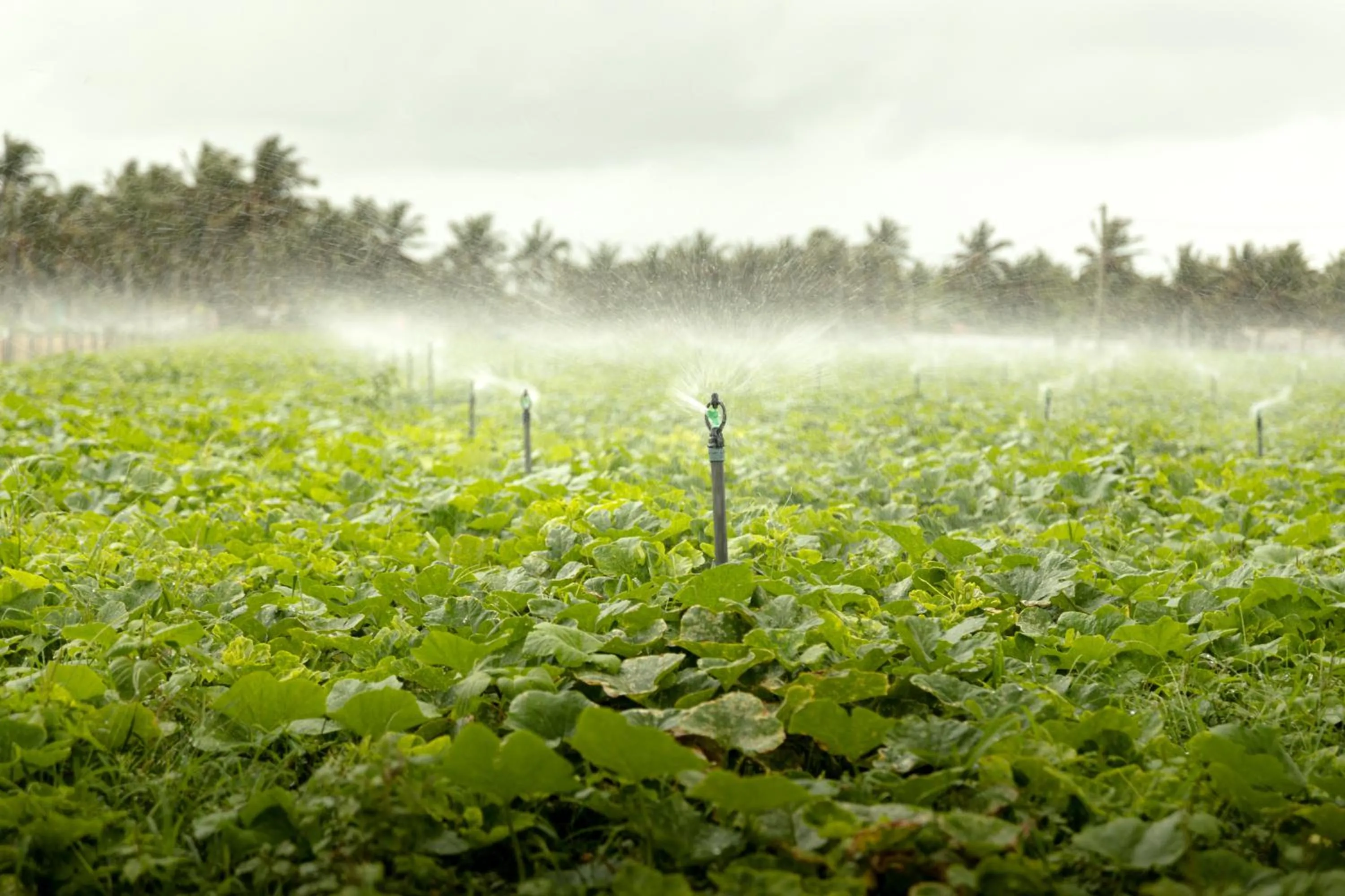 Natural landscape in Roshanne Beach Resort, Kalpitiya