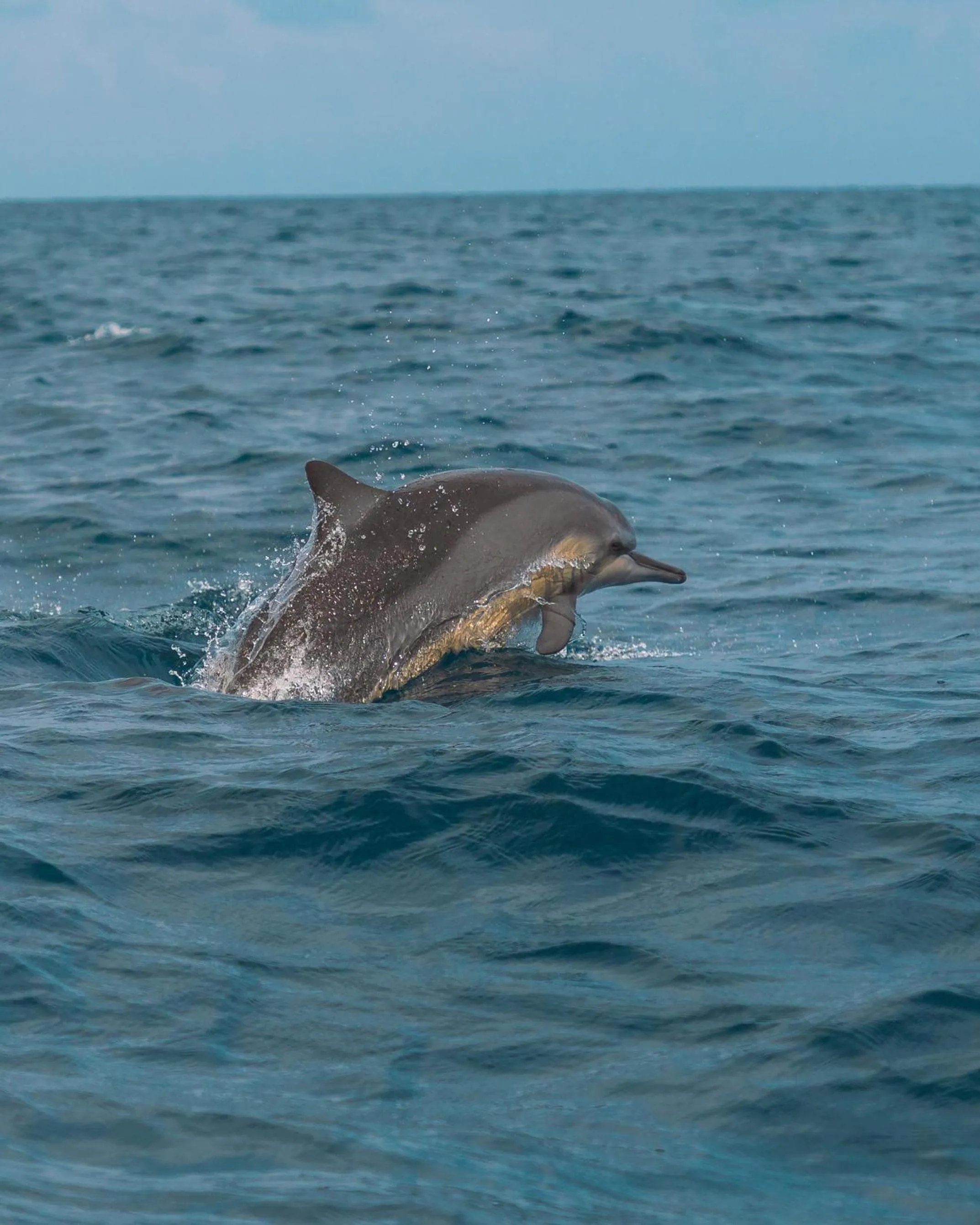 Activities in Roshanne Beach Resort, Kalpitiya