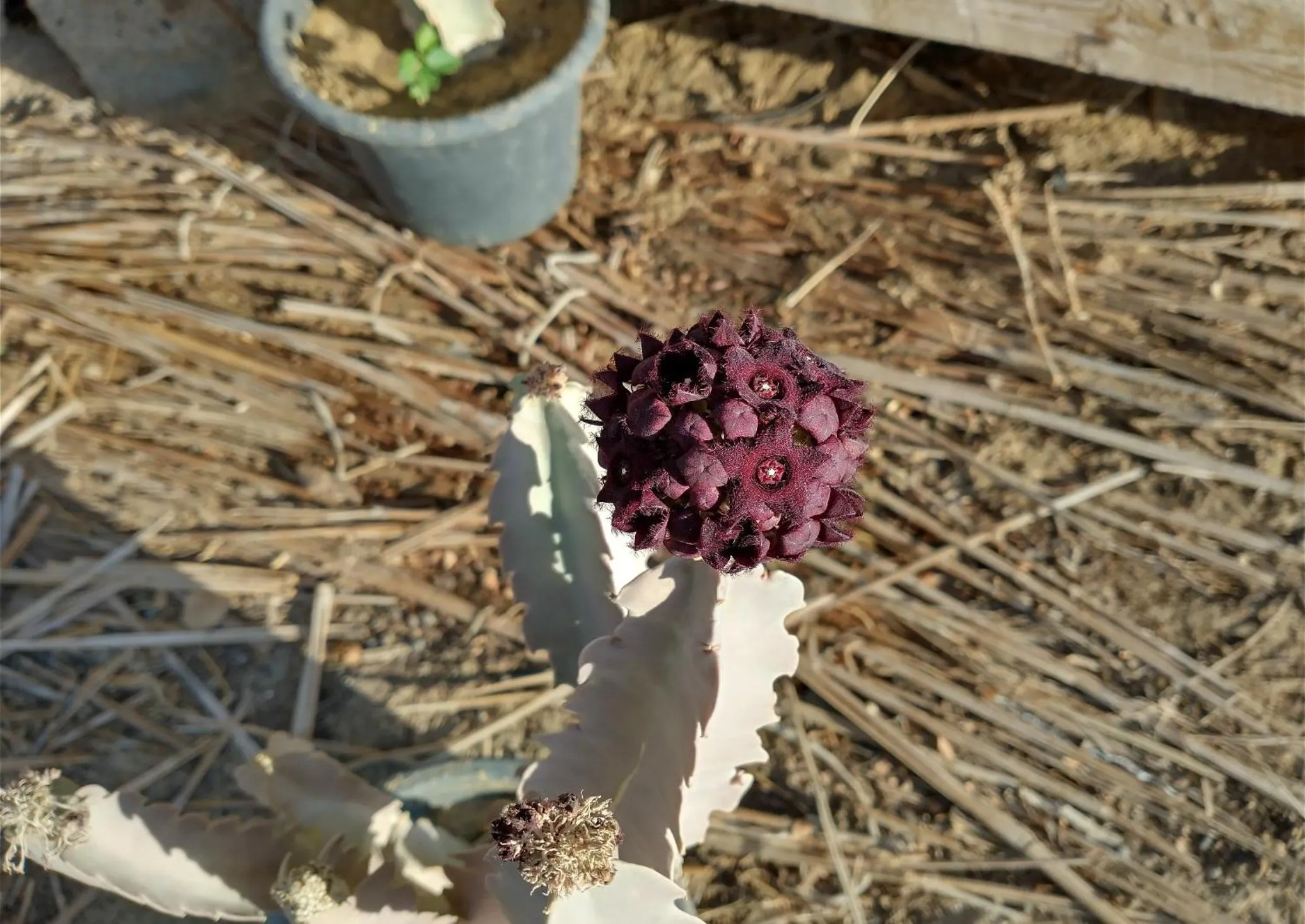 Garden in Wadi Sabarah Lodge