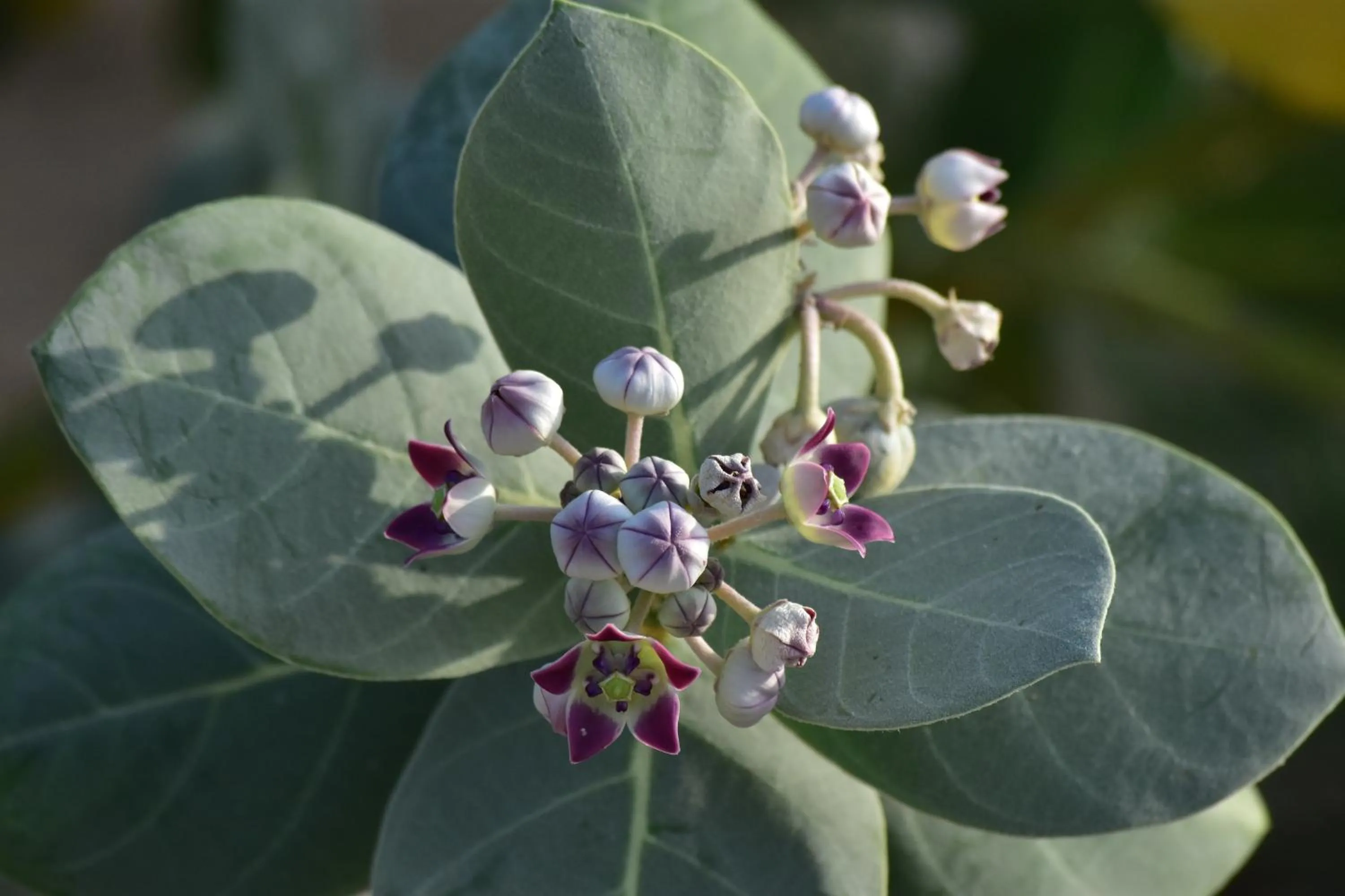 Garden in Wadi Sabarah Lodge