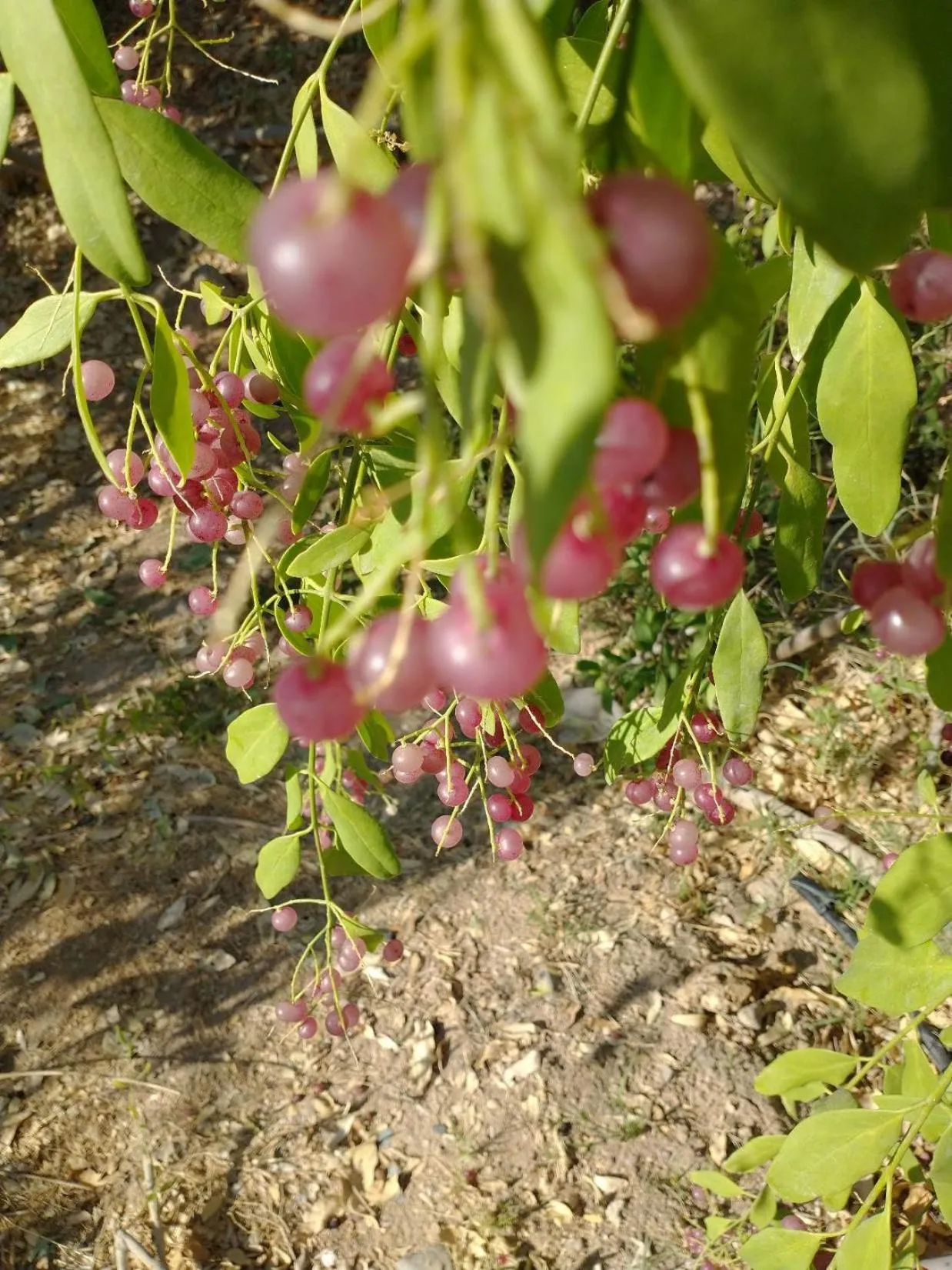 Garden in Wadi Sabarah Lodge