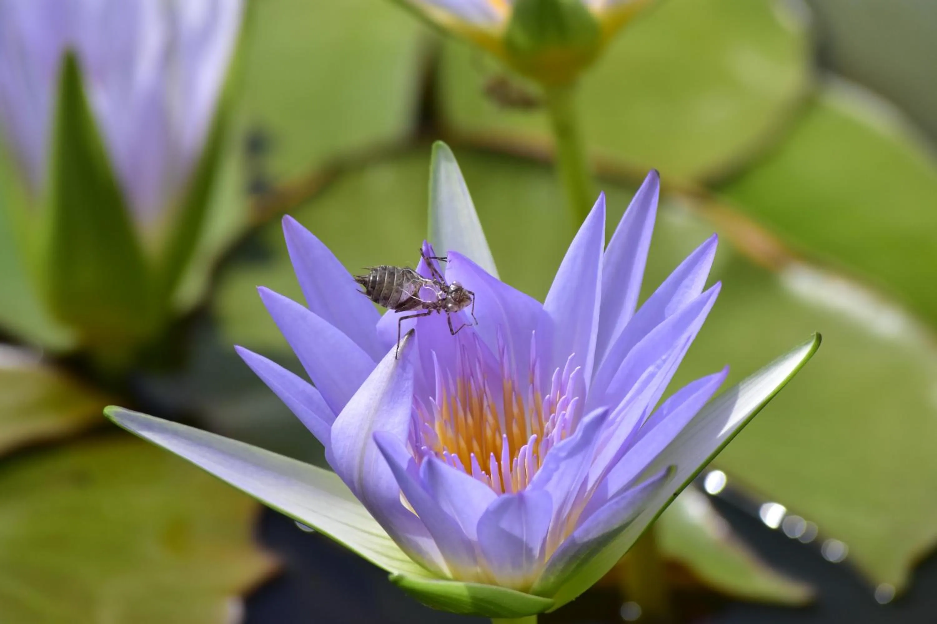 Garden in Wadi Sabarah Lodge