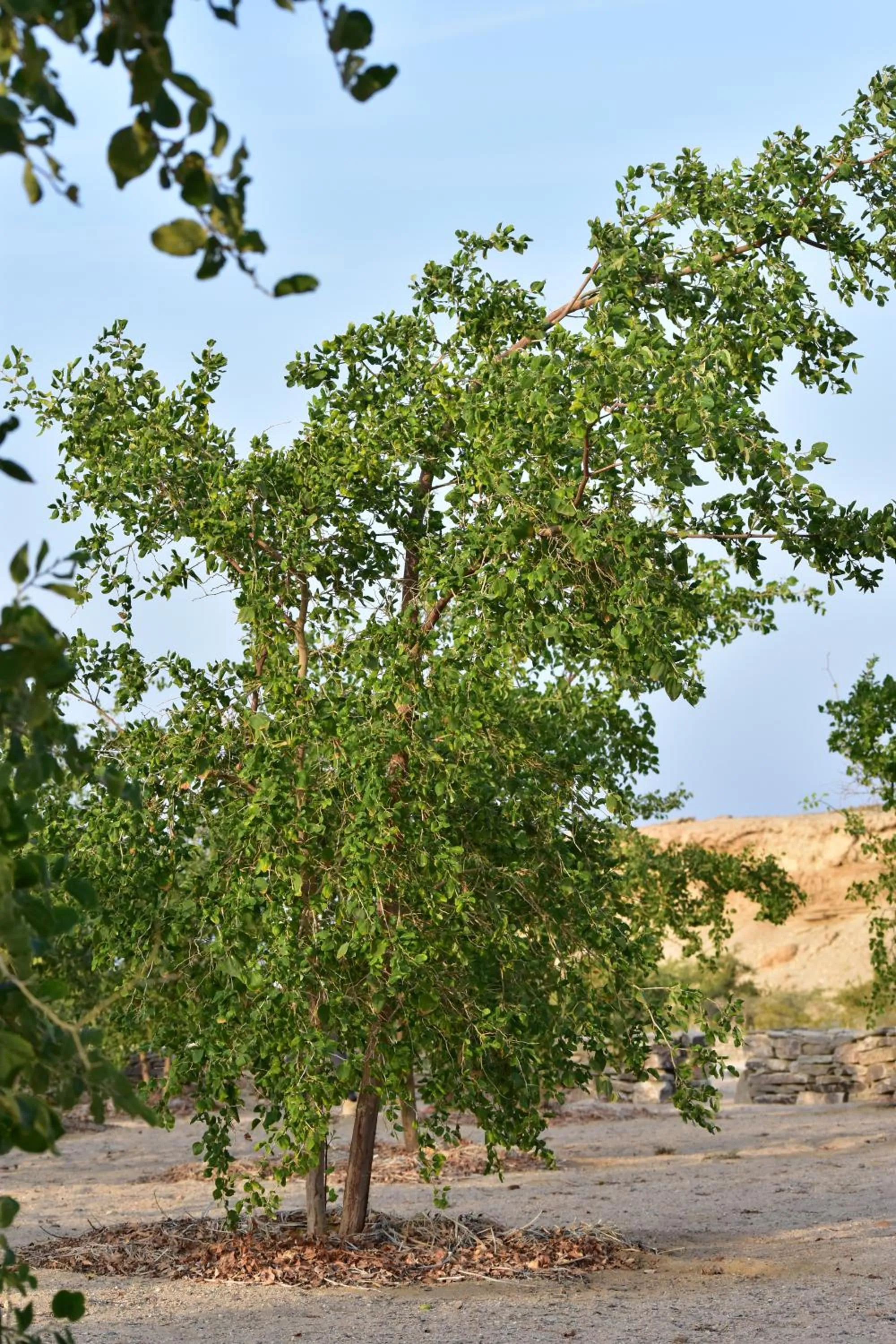 Garden in Wadi Sabarah Lodge