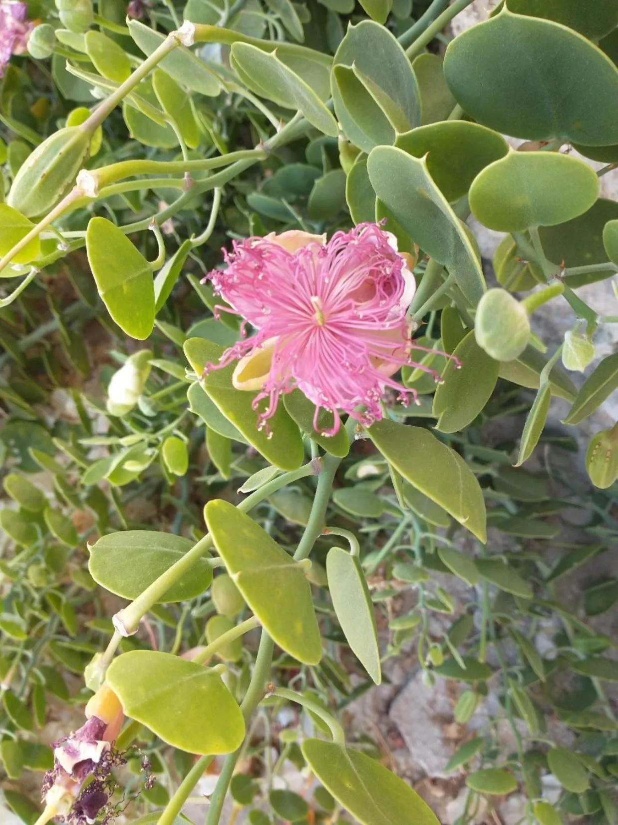 Garden in Wadi Sabarah Lodge