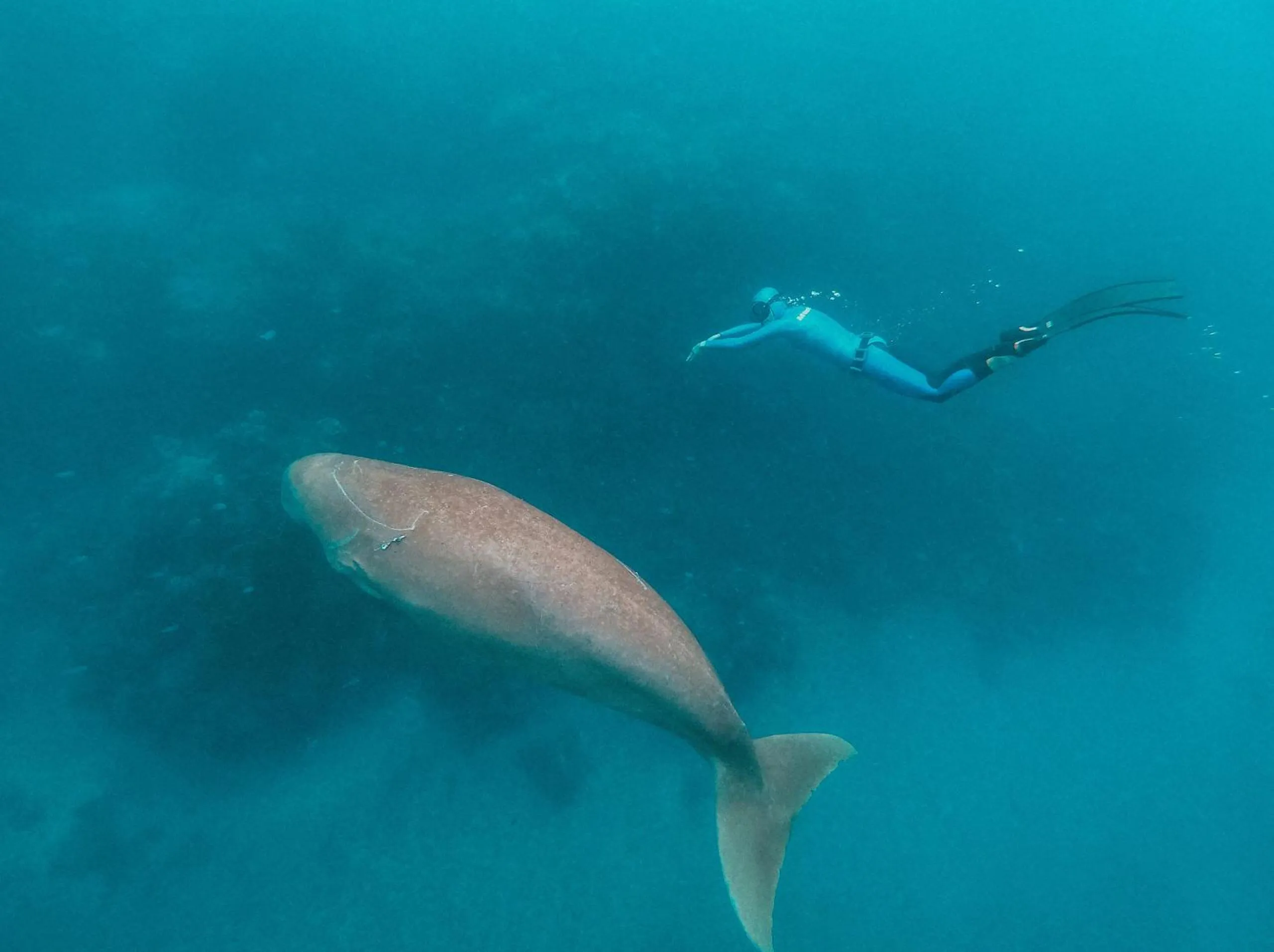 Snorkeling in Wadi Sabarah Lodge