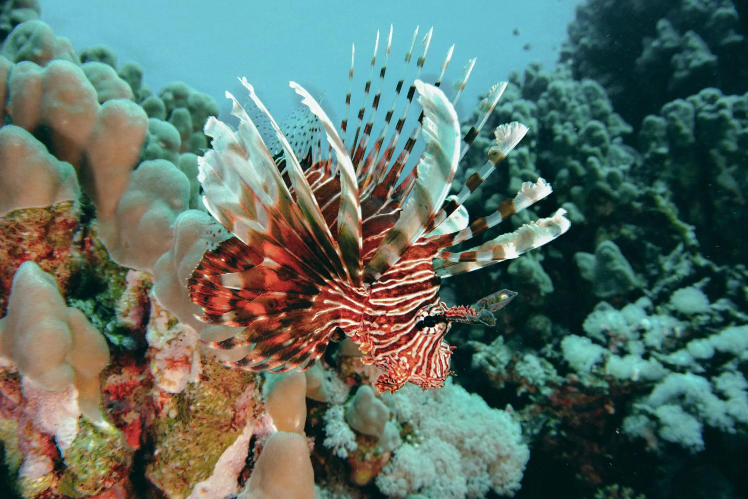 Snorkeling in Wadi Sabarah Lodge