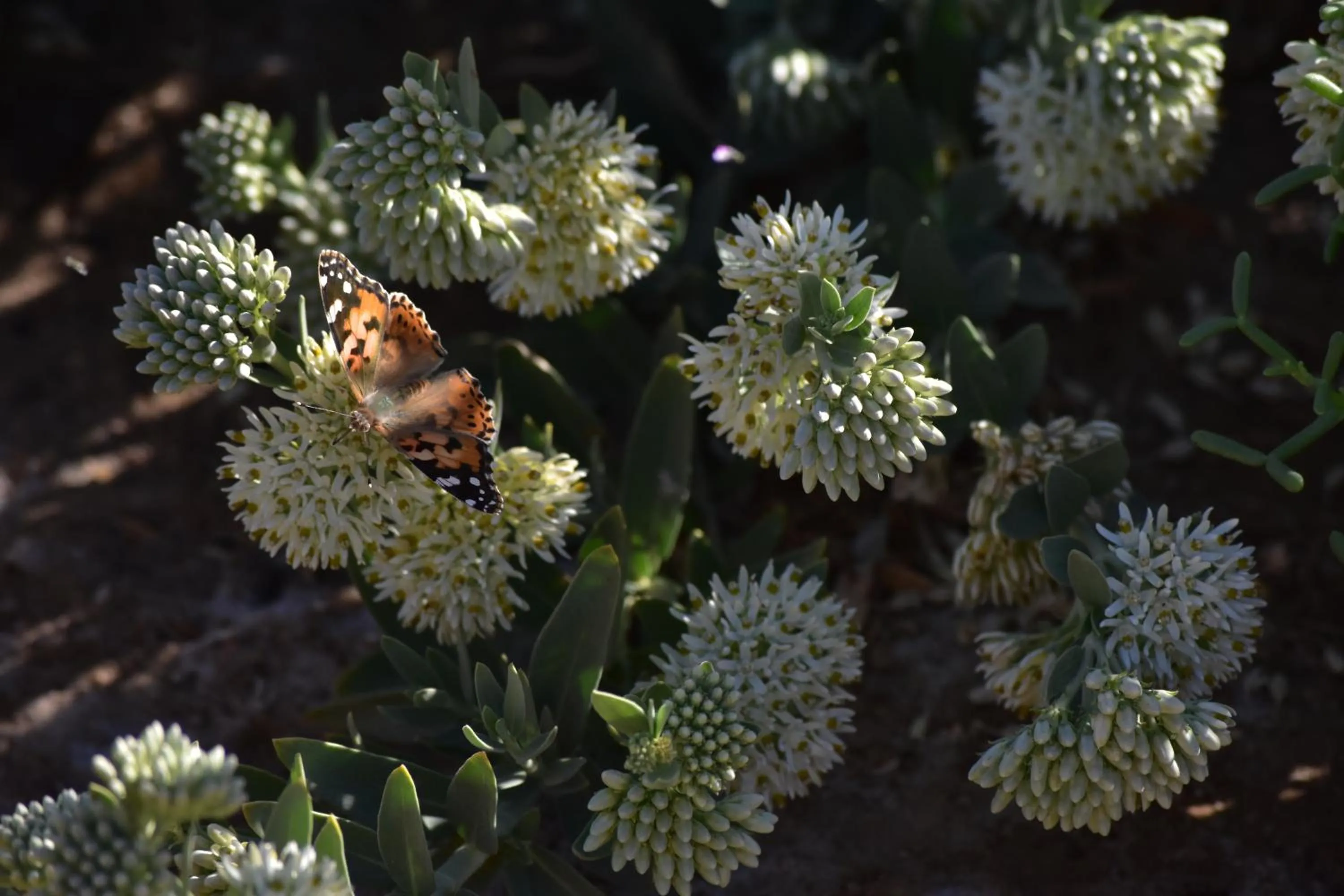 Garden in Wadi Sabarah Lodge