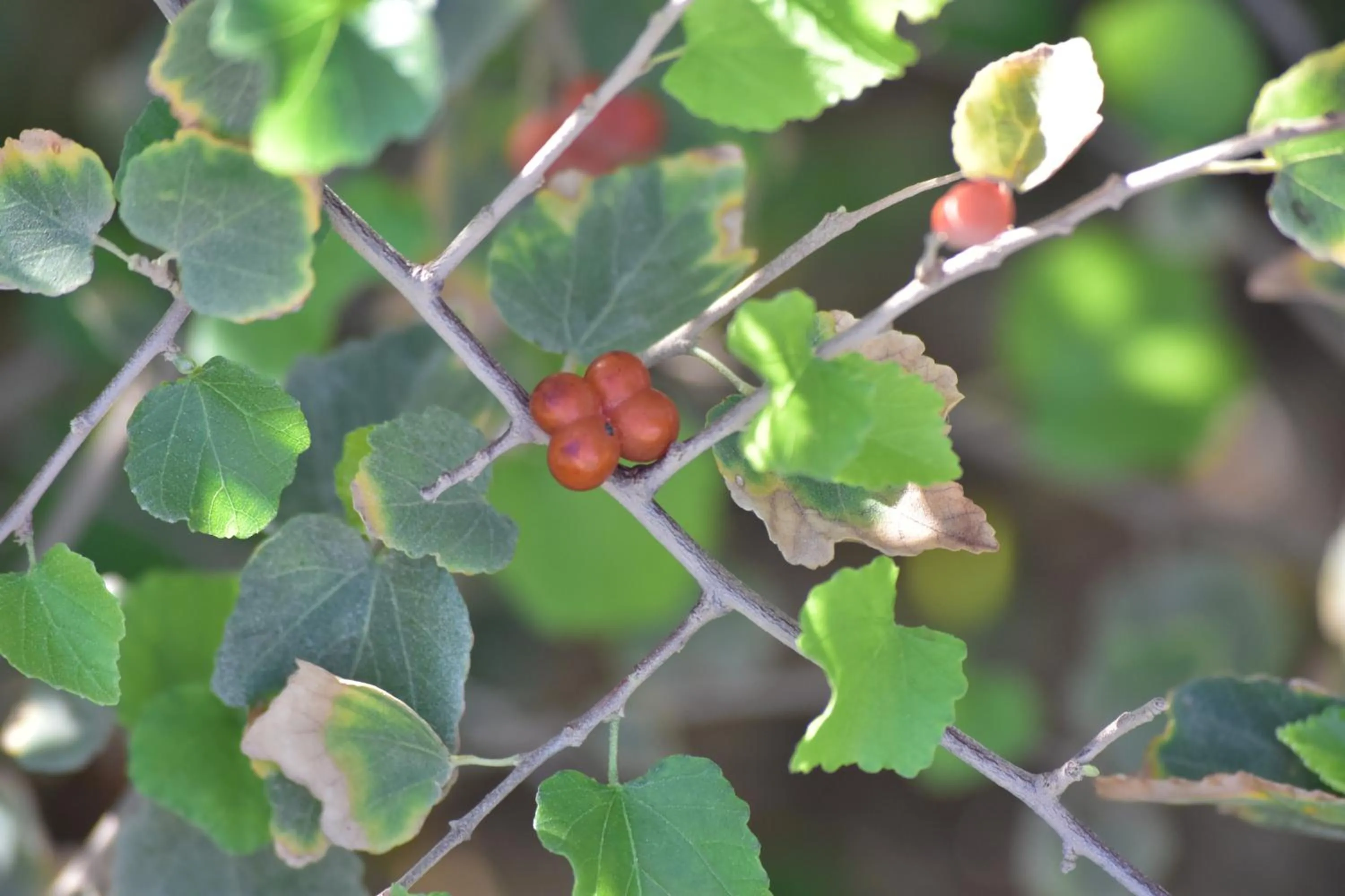 Garden in Wadi Sabarah Lodge