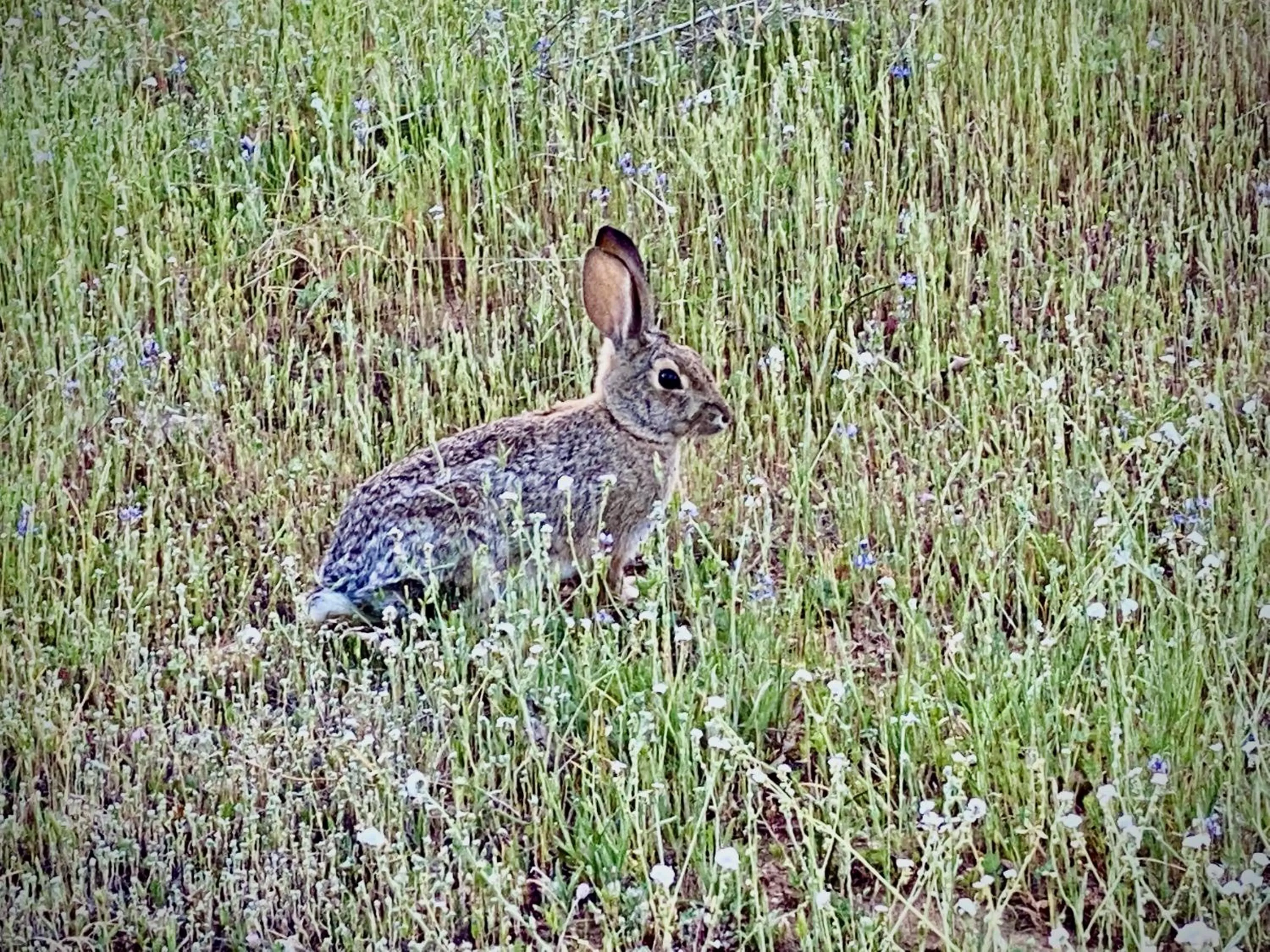Spring in Sunset Glow Hidden Meadow BBQ HotTub by Casa Oso
