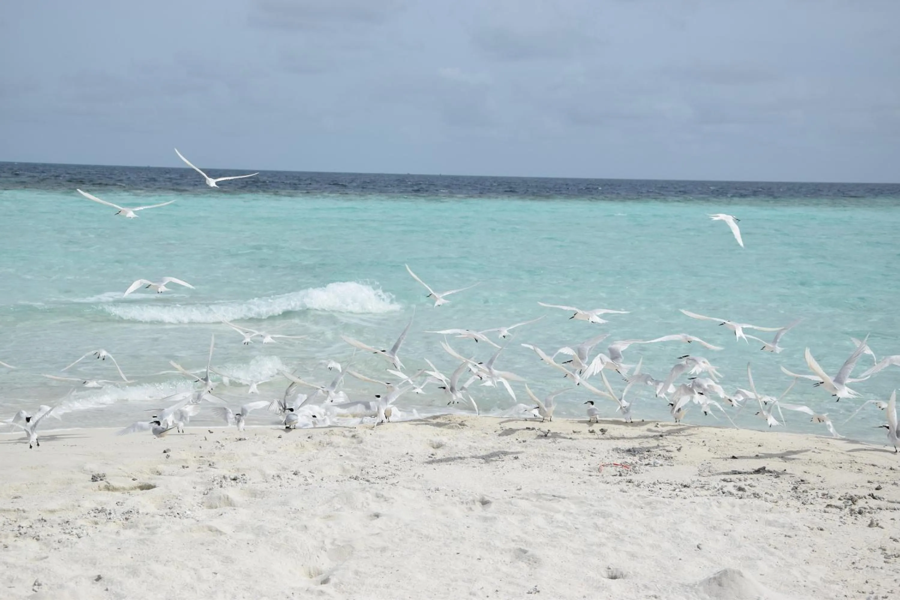 Animals in Bibee Maldives