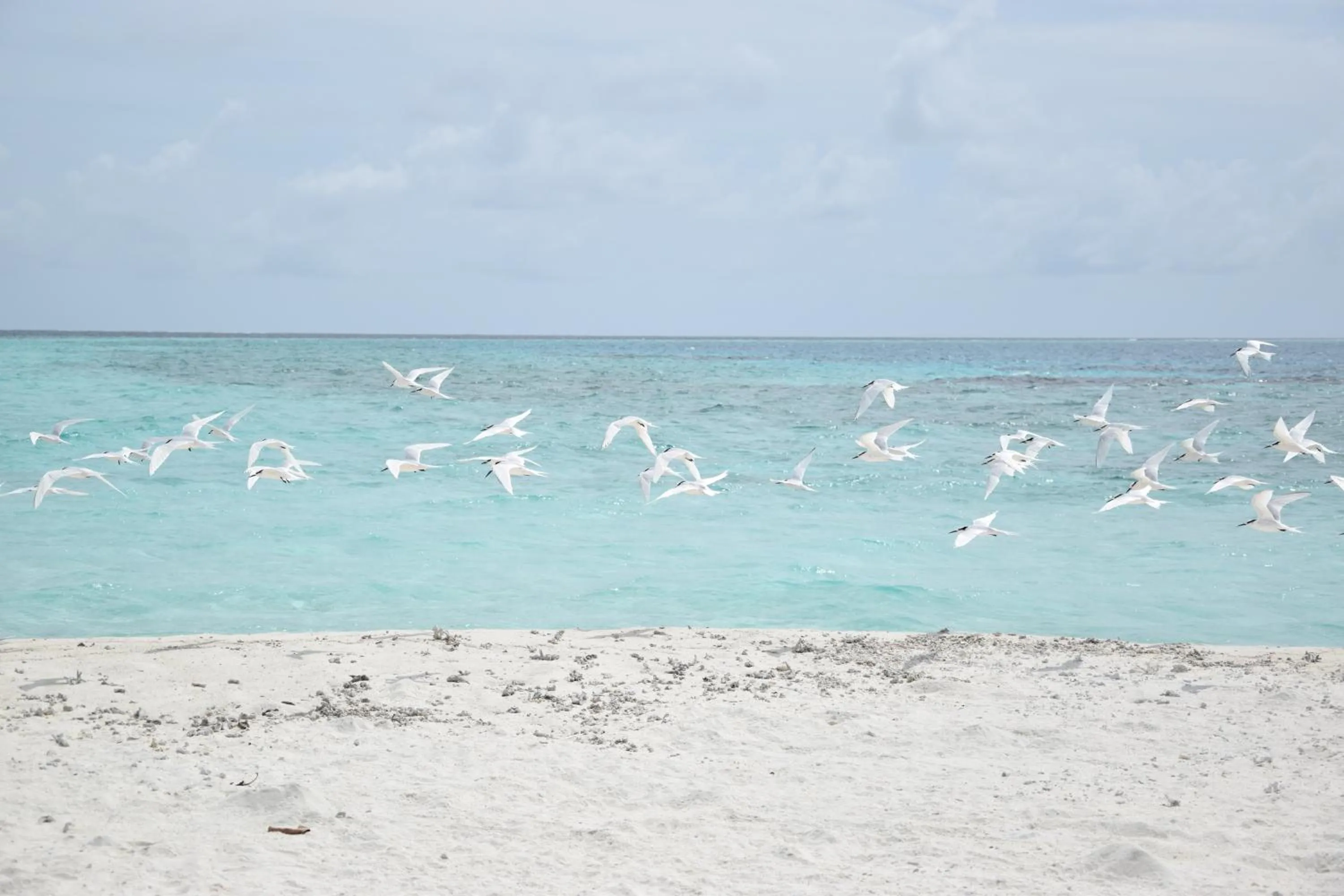 Animals in Bibee Maldives