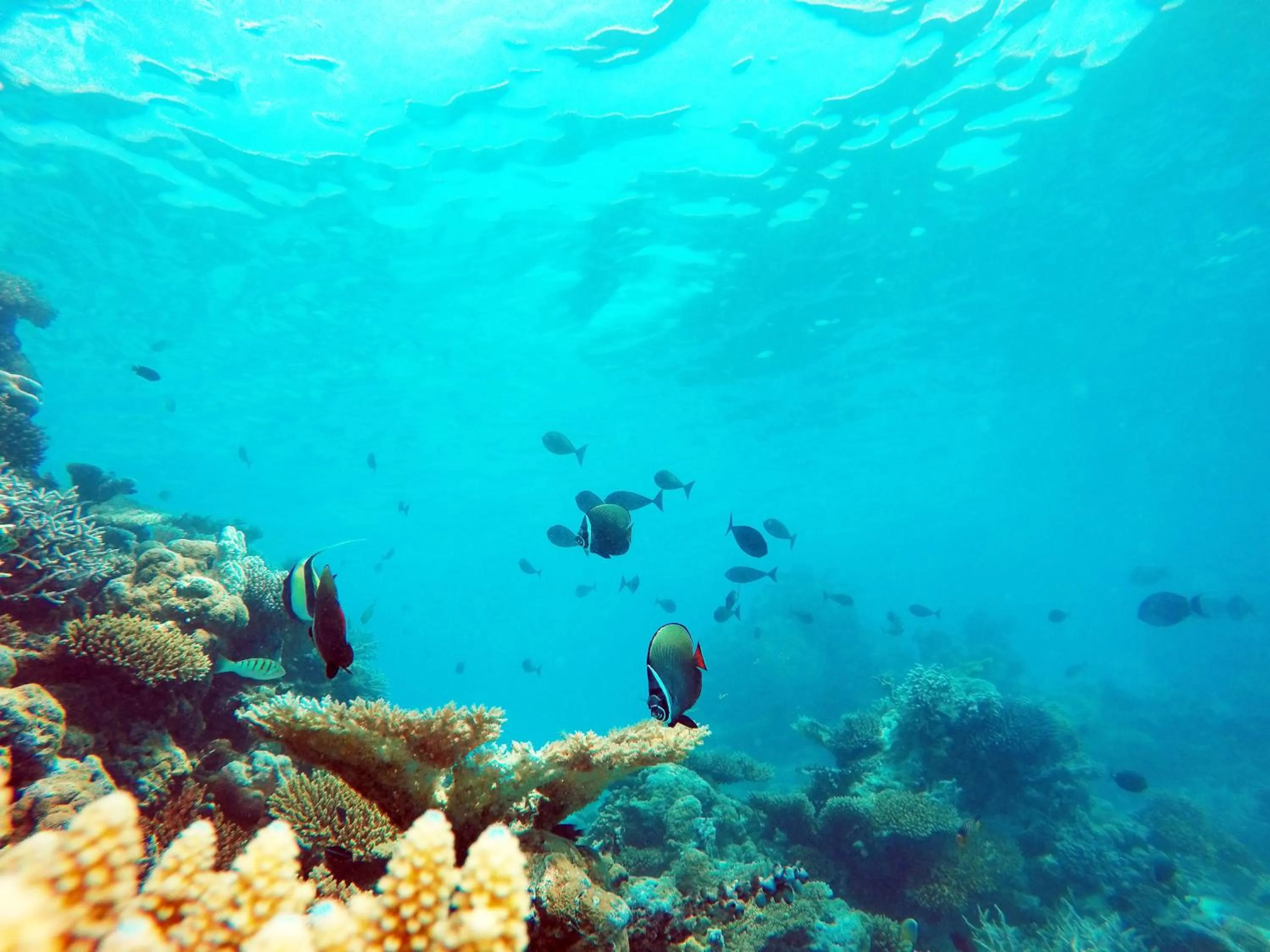 Snorkeling in Bibee Maldives