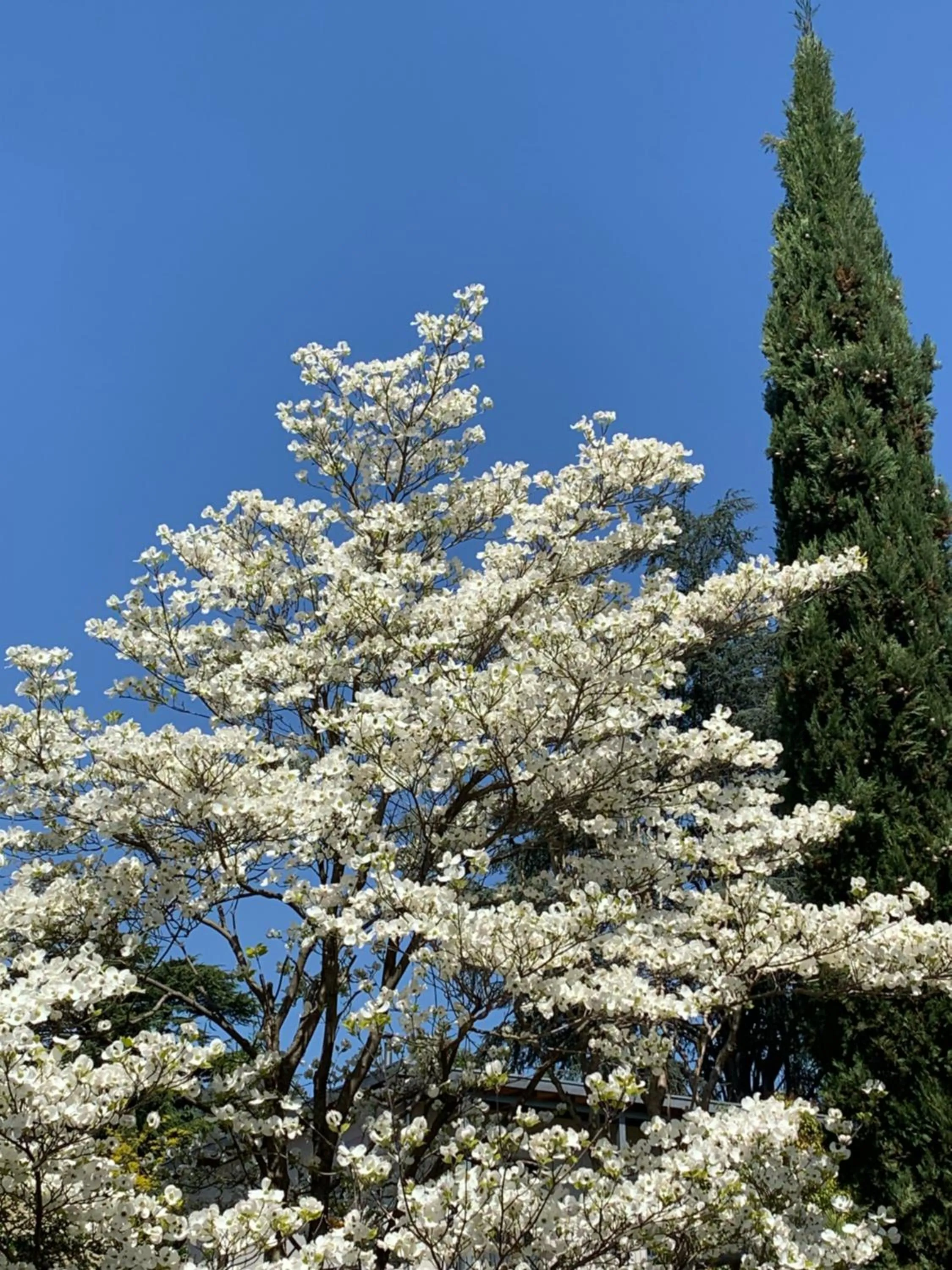 Garden view in Hotel Zima