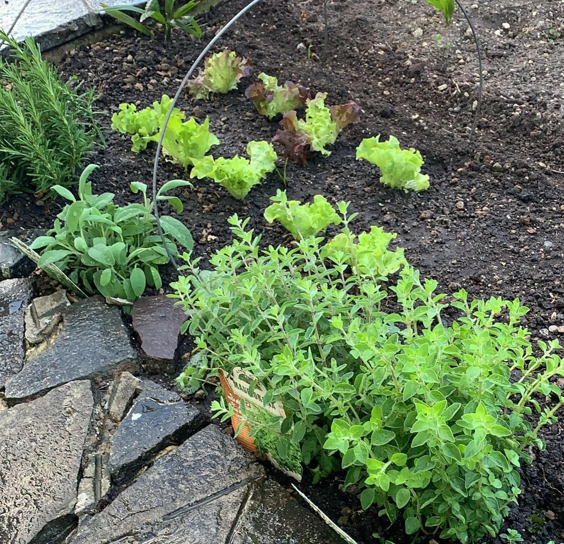 Garden in Hotel Zima