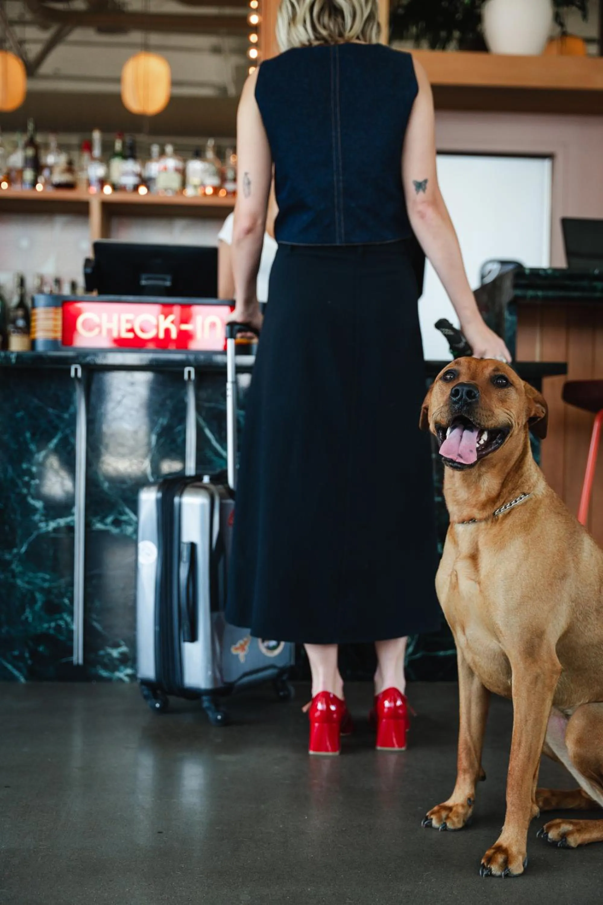 Pets in Waymore's Guest House