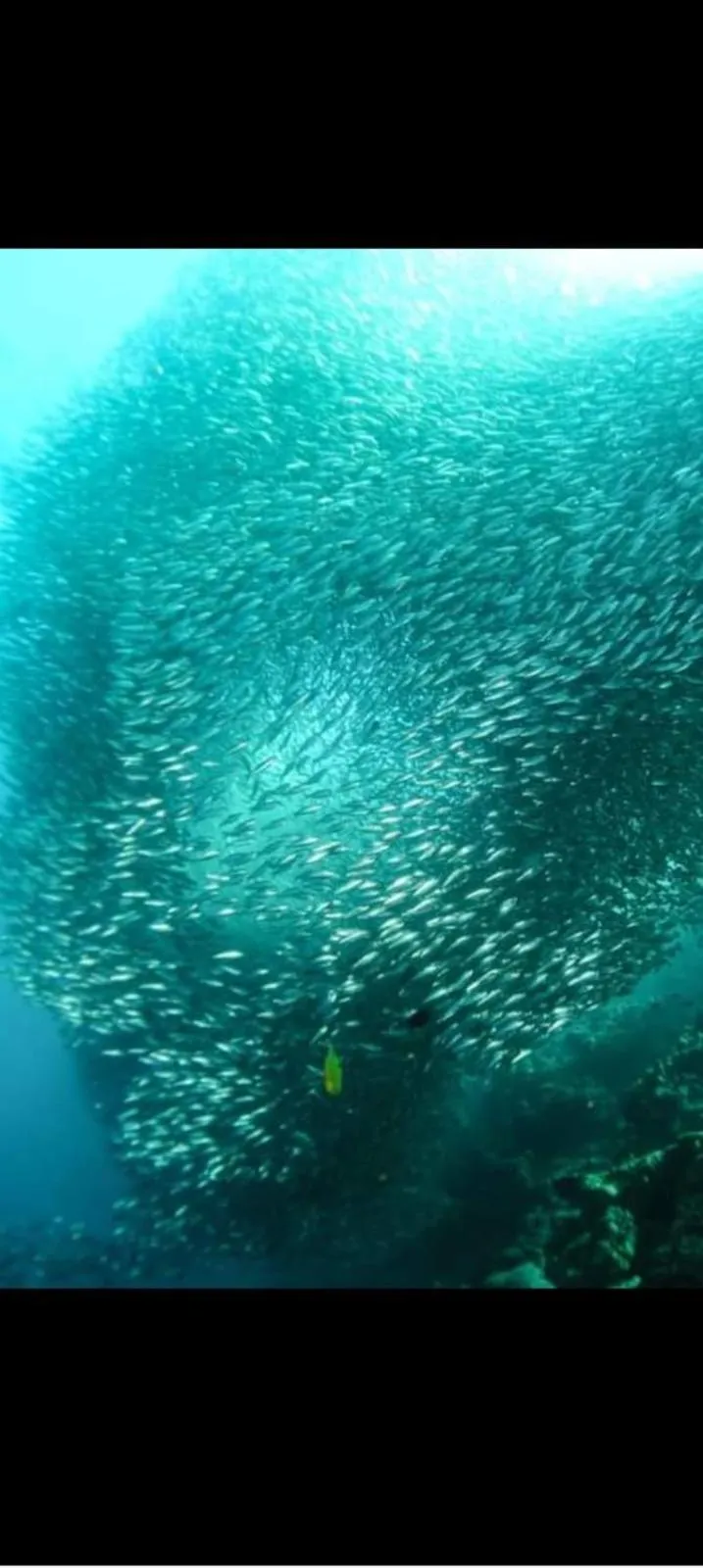 Coconut Inn Moalboal