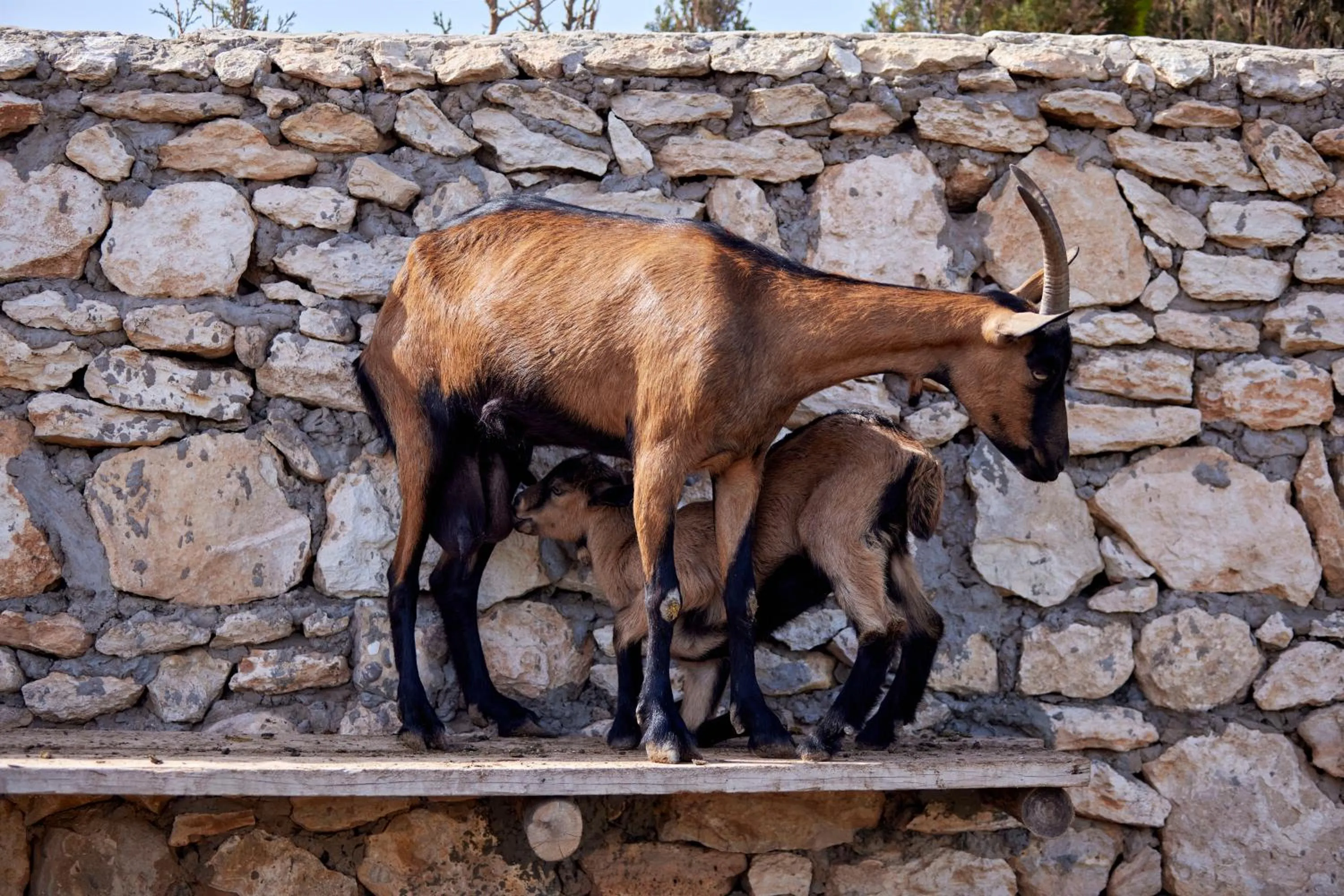 BABERRIH Hôtel Hospitality Palaces & Resorts