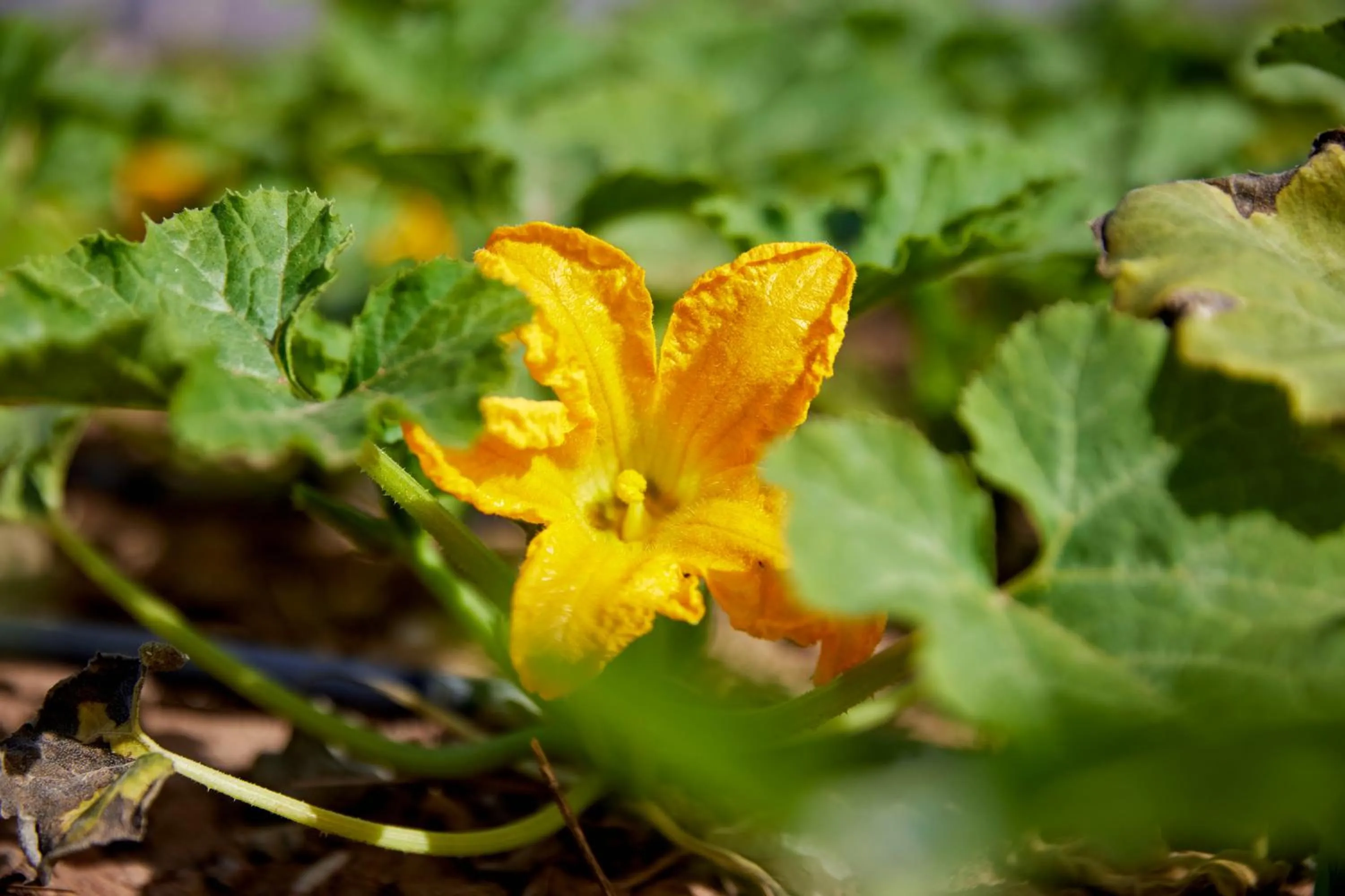 BABERRIH Hôtel Hospitality Palaces & Resorts