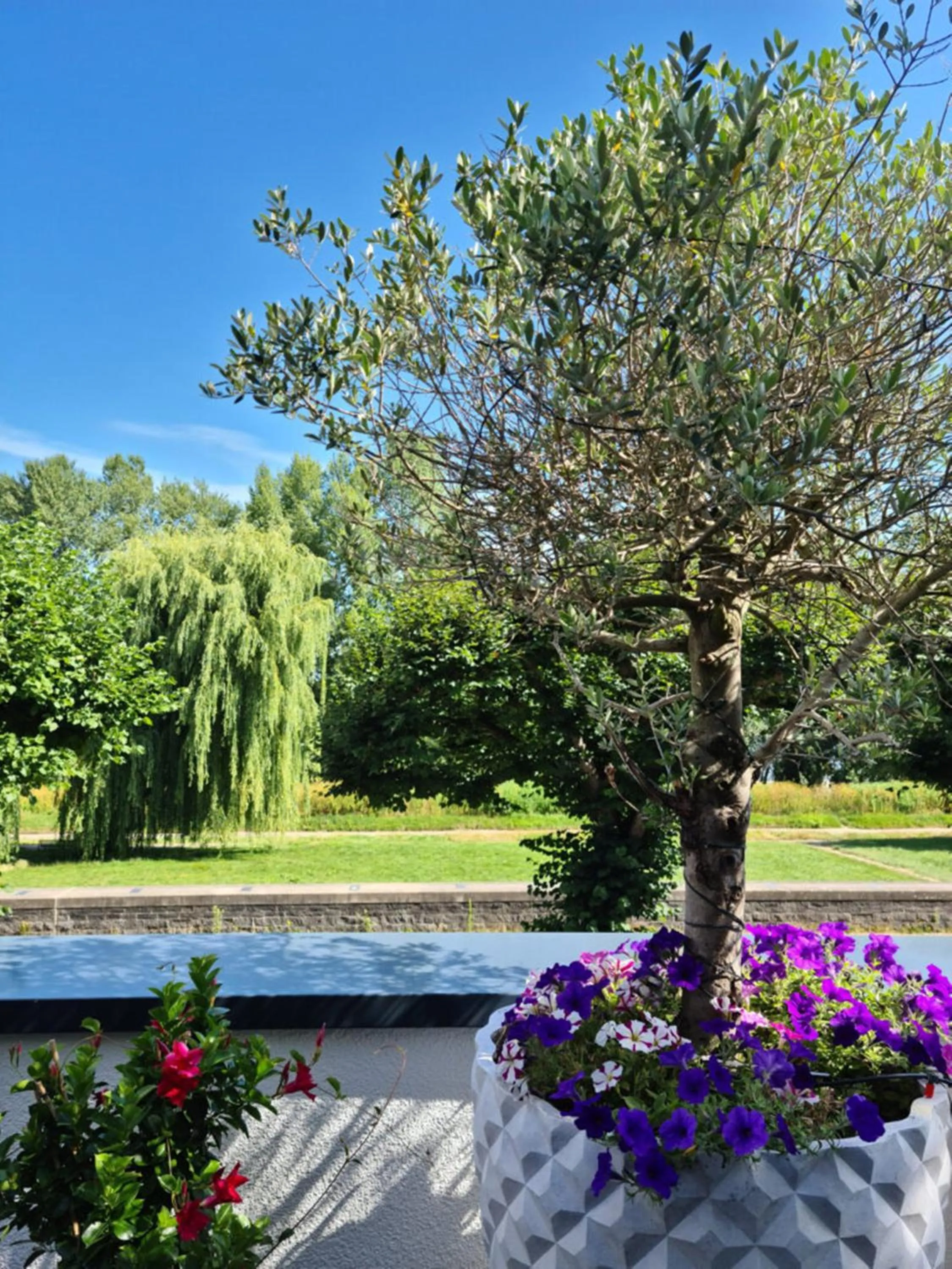 Garden in Villahotel Rheinblick