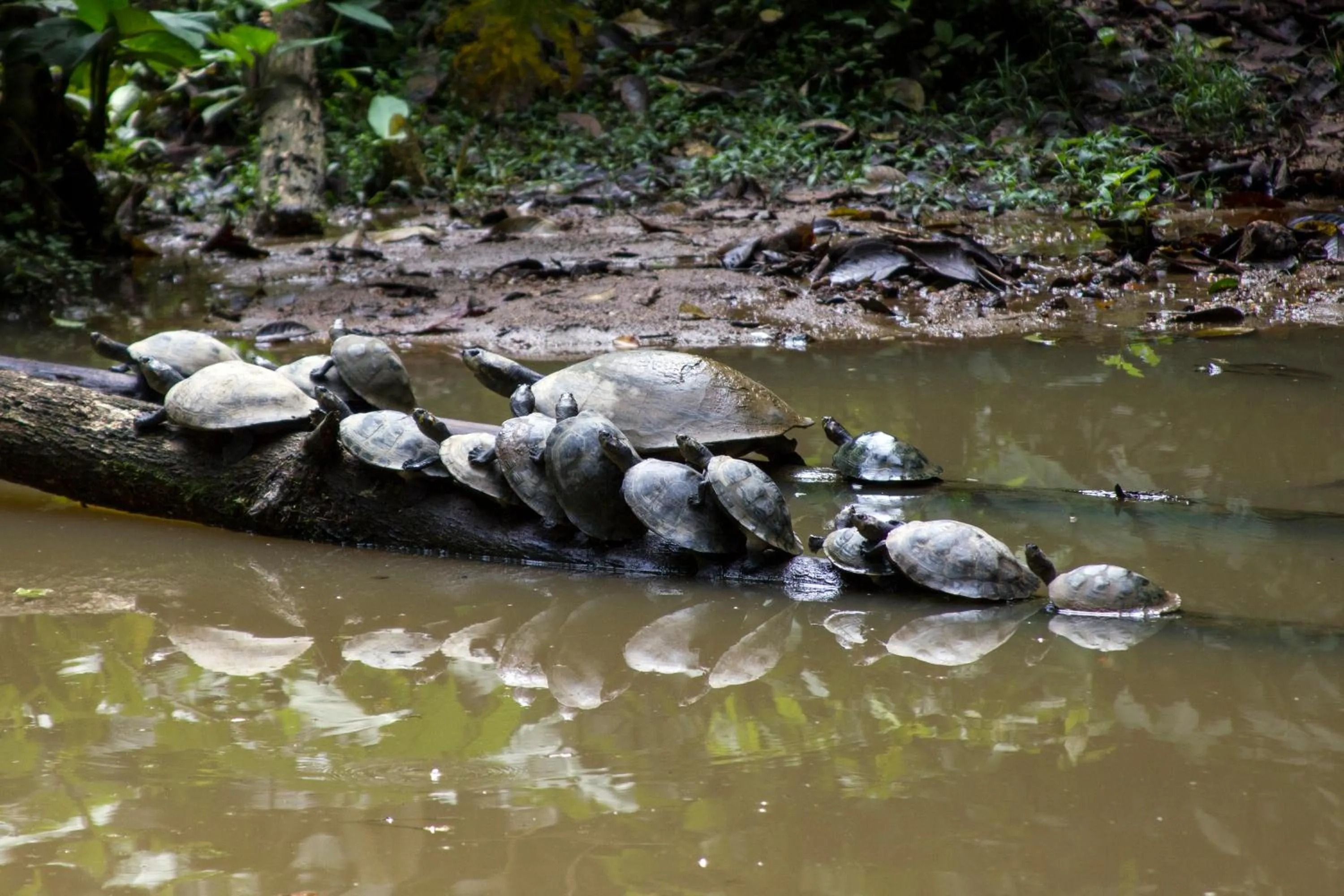 Activities in Grand Selva Lodge & Tours