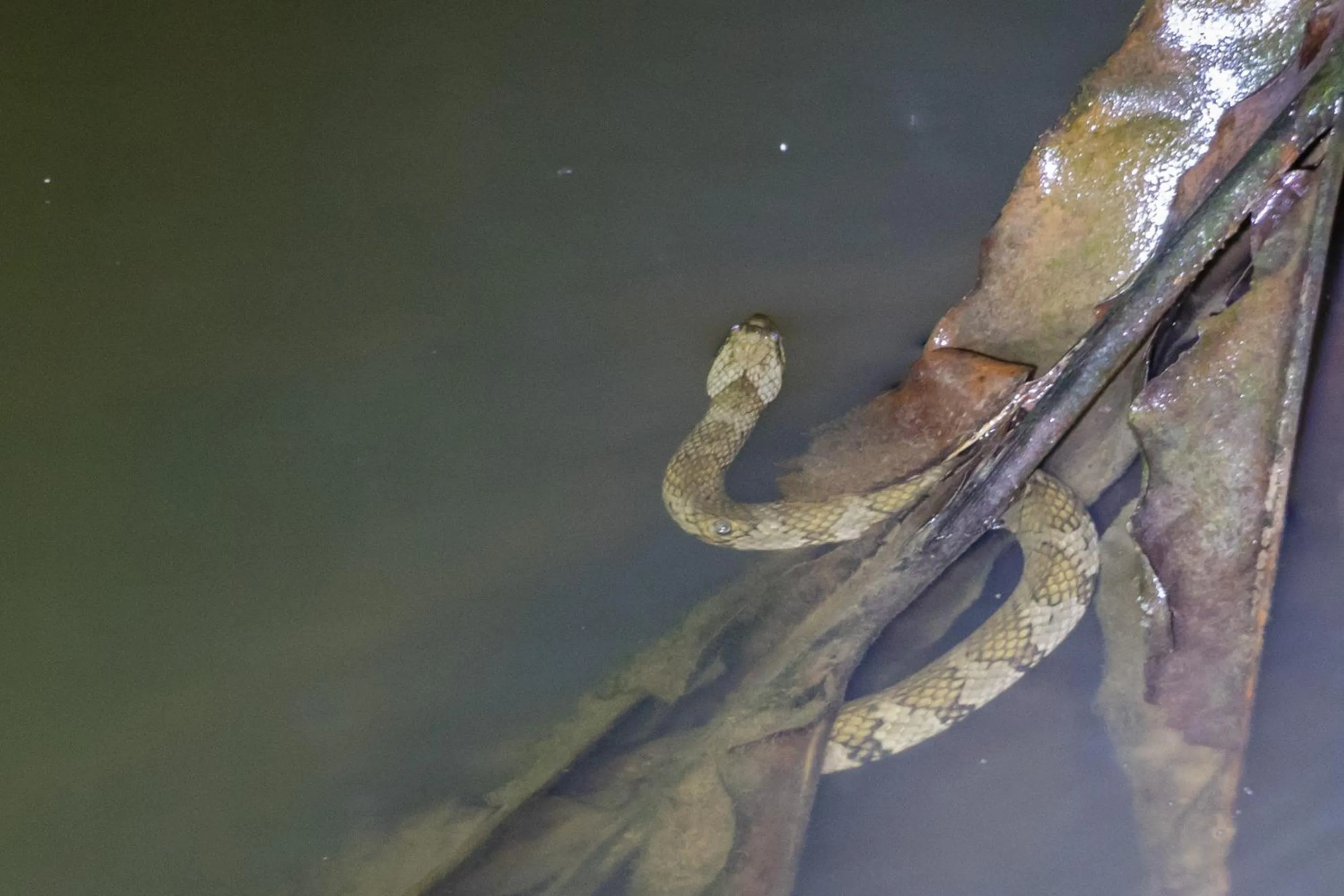 Animals in Grand Selva Lodge & Tours