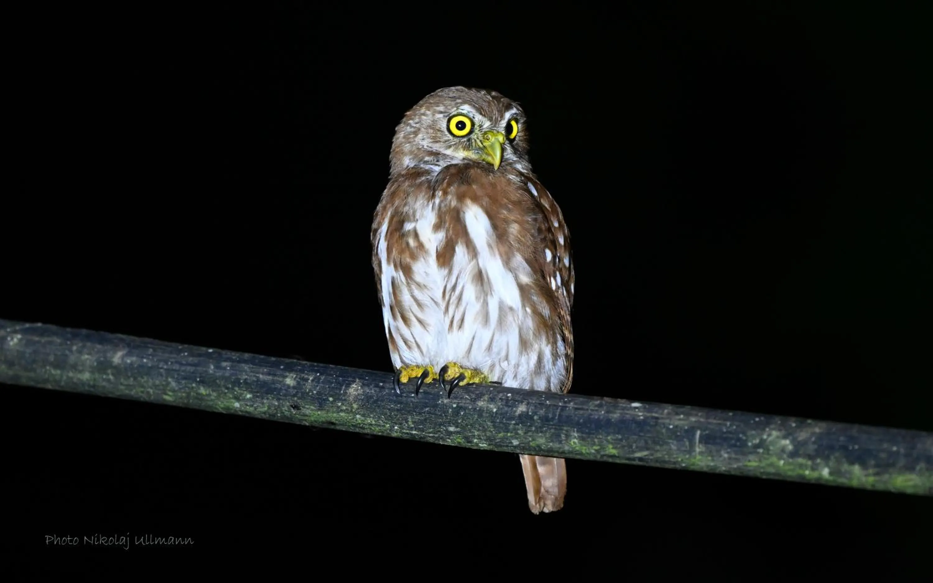 Night in Grand Selva Lodge & Tours