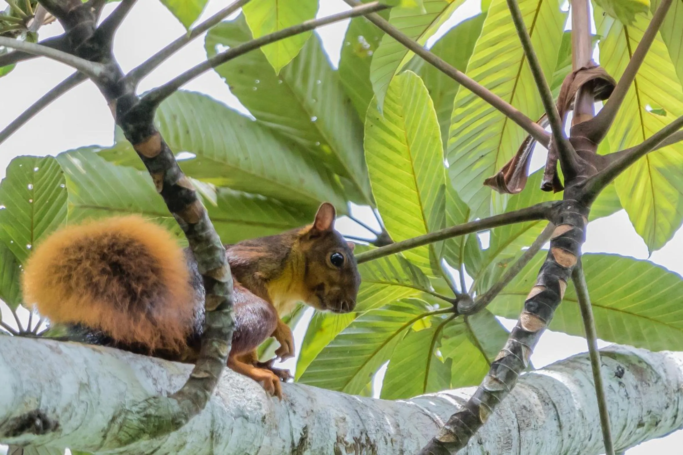 Activities in Grand Selva Lodge & Tours