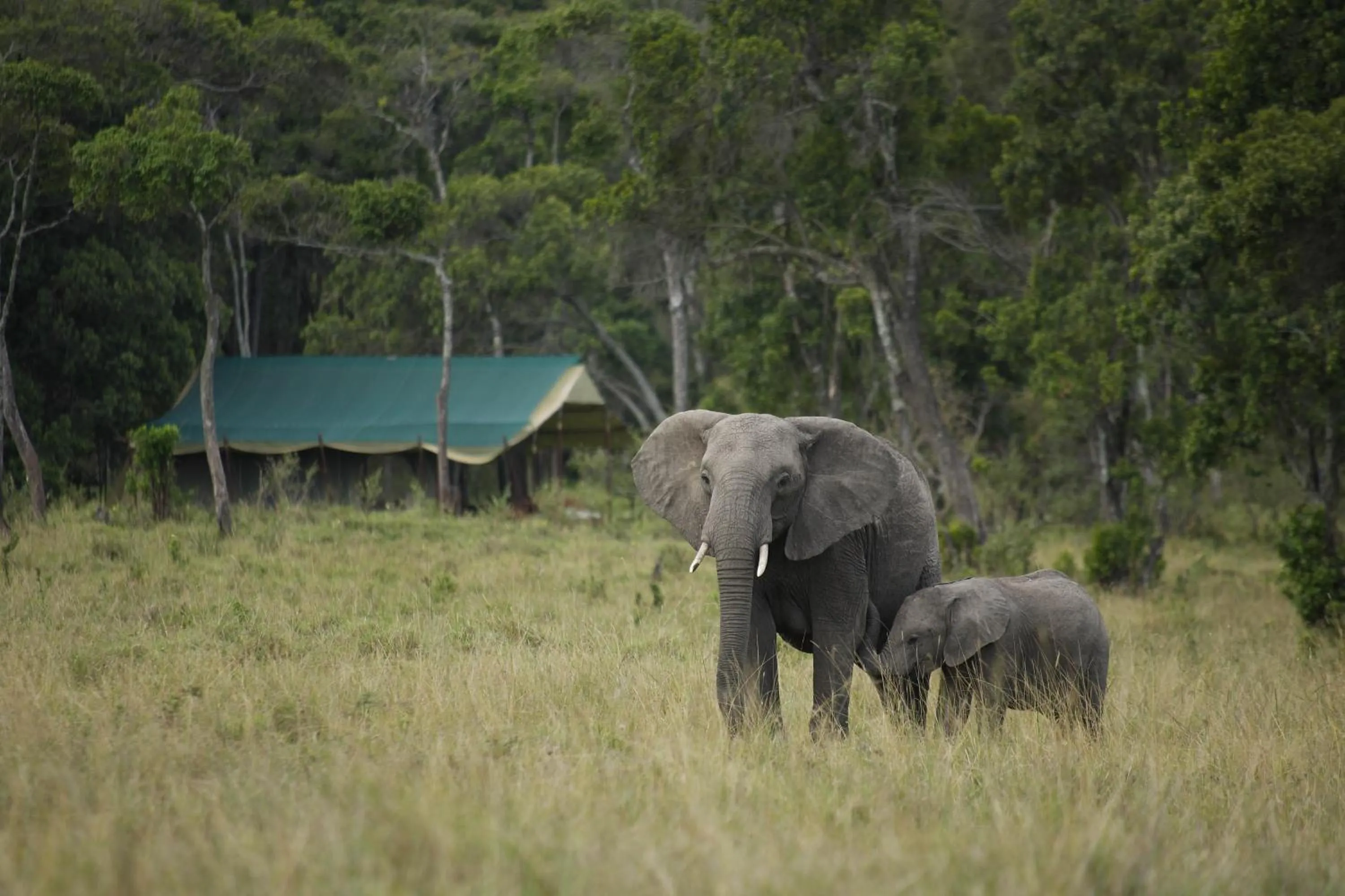 Animals in Elephant Pepper Camp
