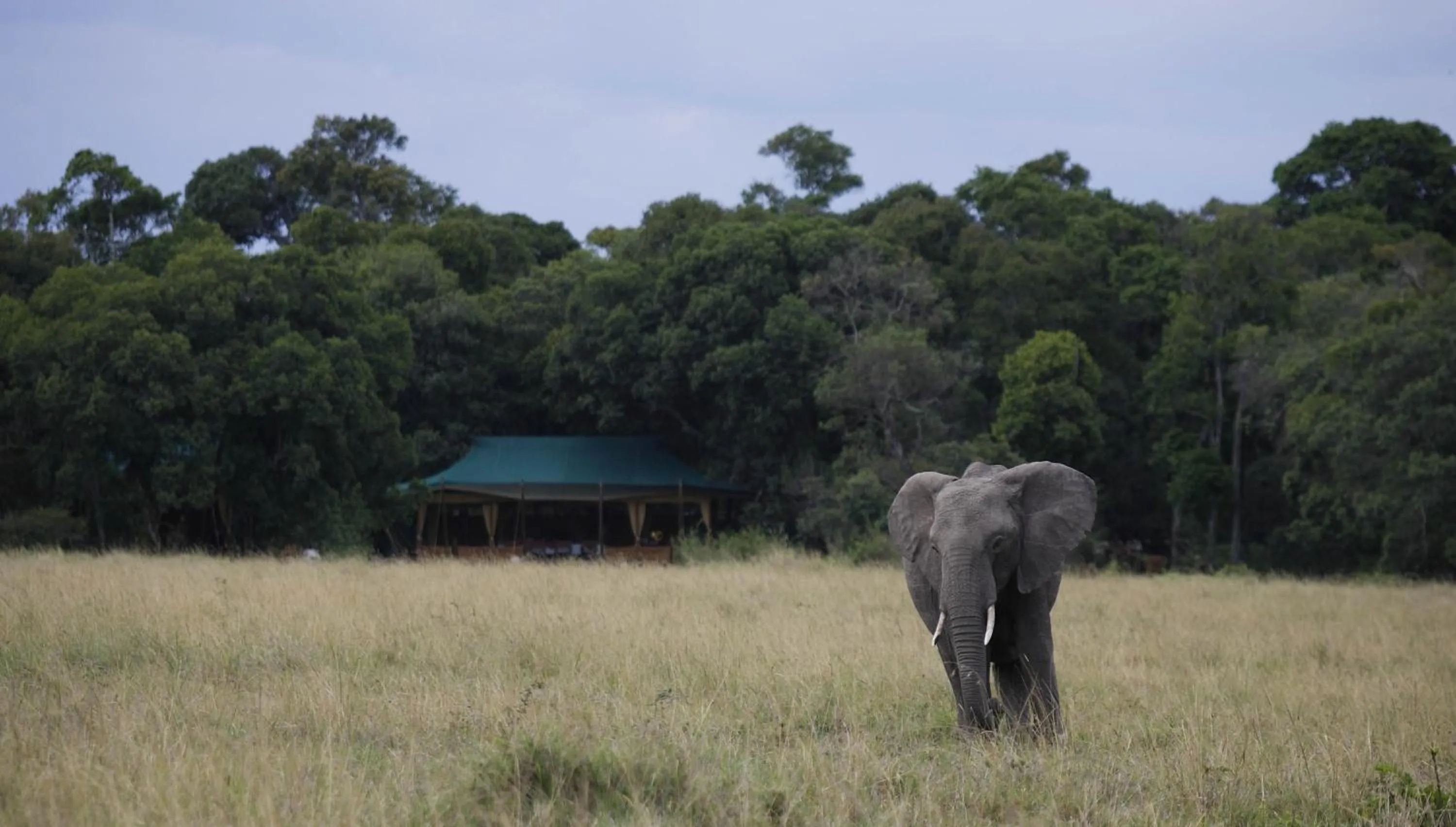 Animals in Elephant Pepper Camp
