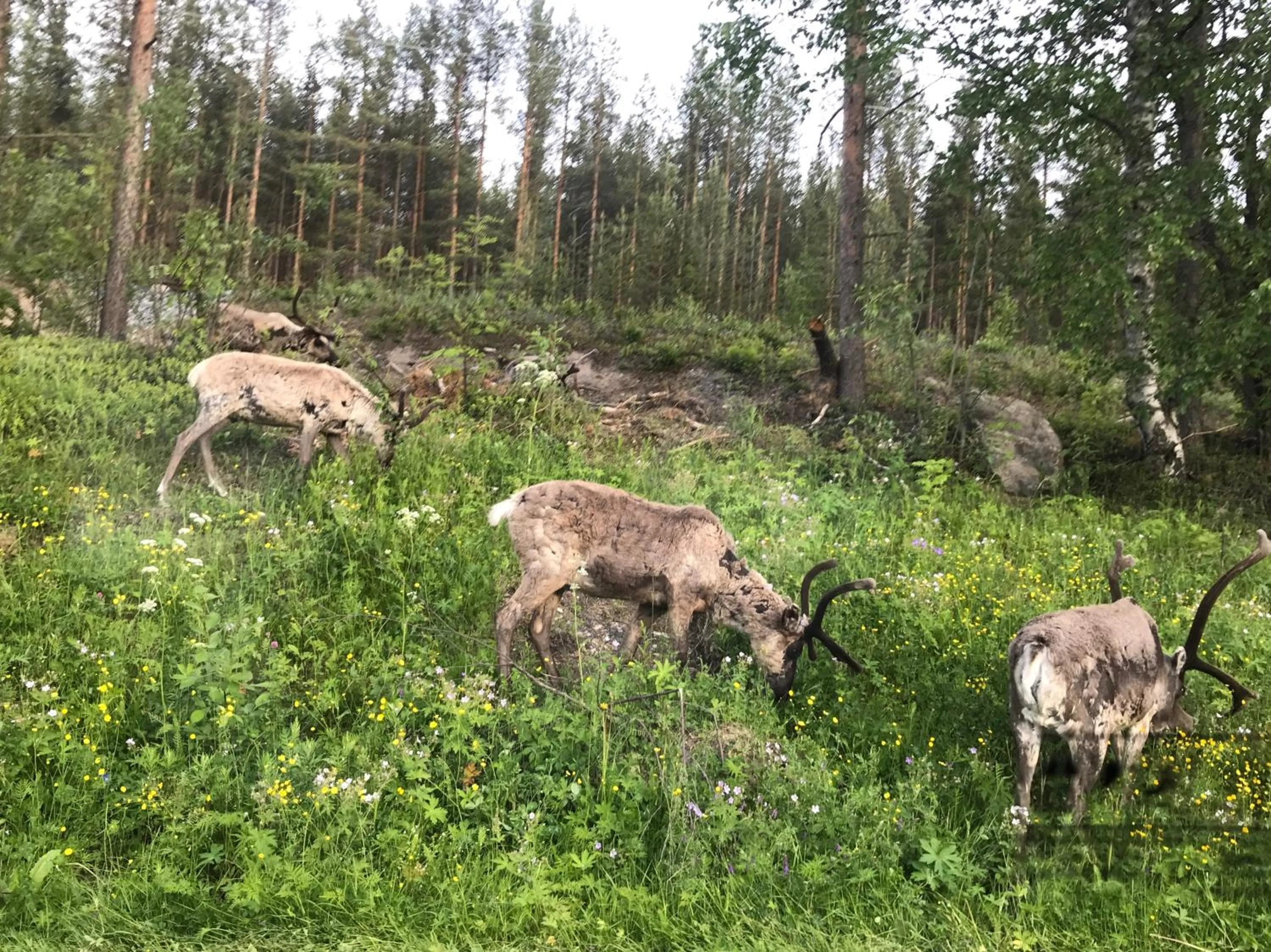 Lomavekarit Apartments