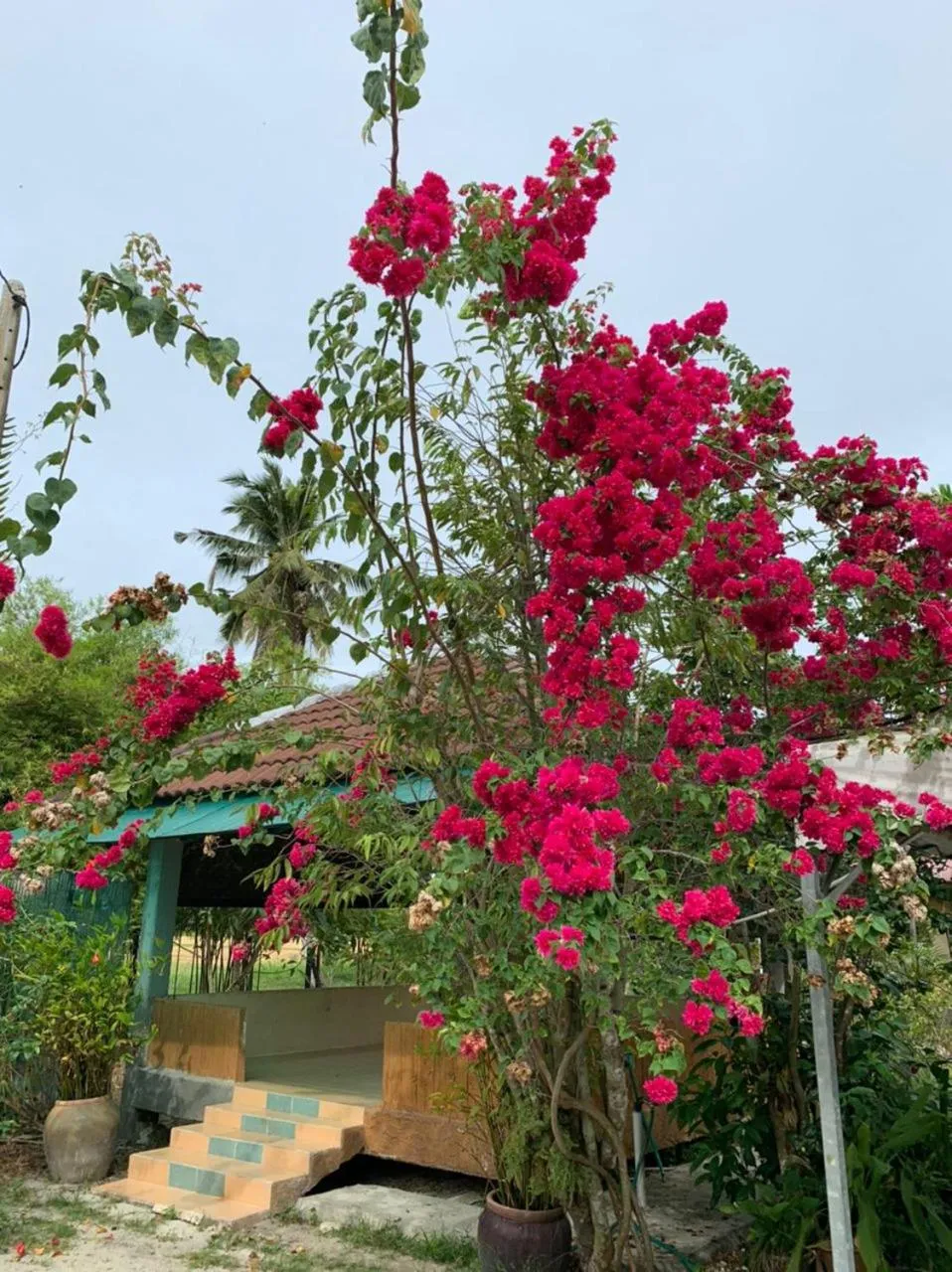 Garden in HOMESTAY Kampong KOTA AUR Resort with swimming pool, Kepala Batas, SEBERANG PERAI, PENANG -MOTAC registered Awarded ASEAN homestay standard Malaysia AWARD 2023-2028 Only 3 minutes from viral KG AGONG