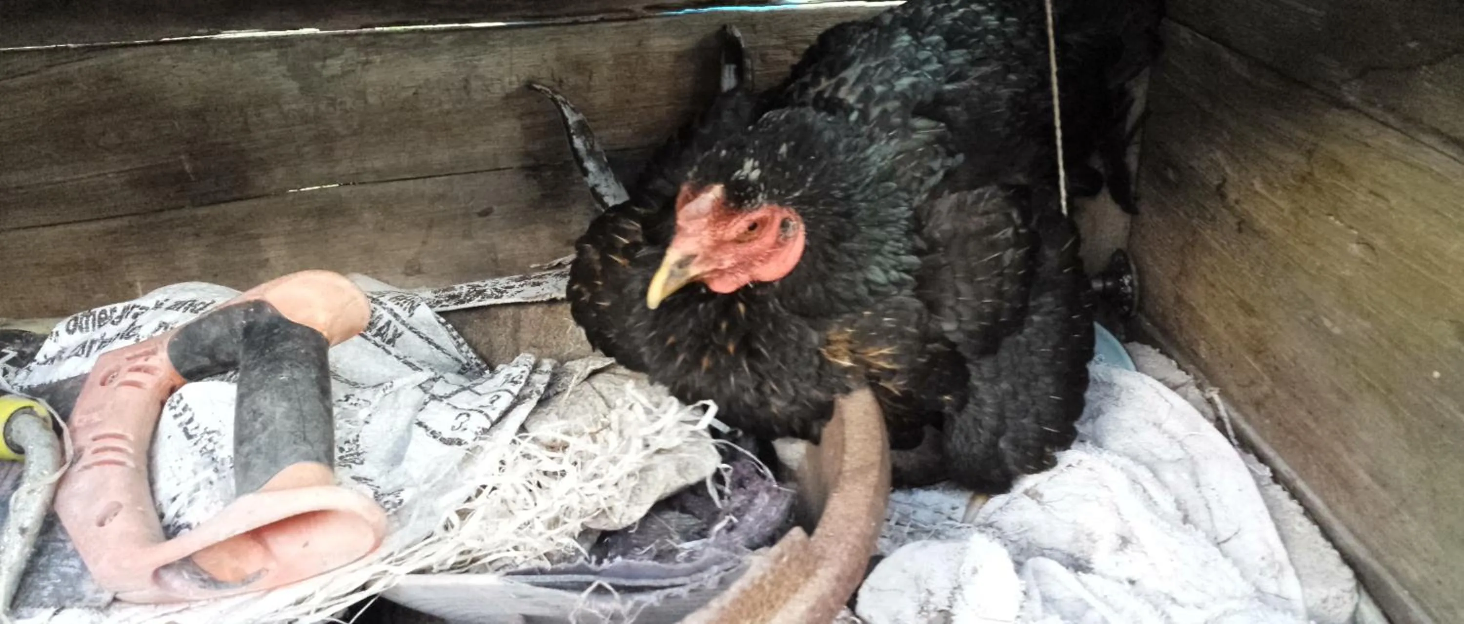 HOMESTAY Kampong KOTA AUR Resort with swimming pool, Kepala Batas, SEBERANG PERAI, PENANG -MOTAC registered Awarded ASEAN homestay standard Malaysia AWARD 2023-2028 Only 3 minutes from viral KG AGONG