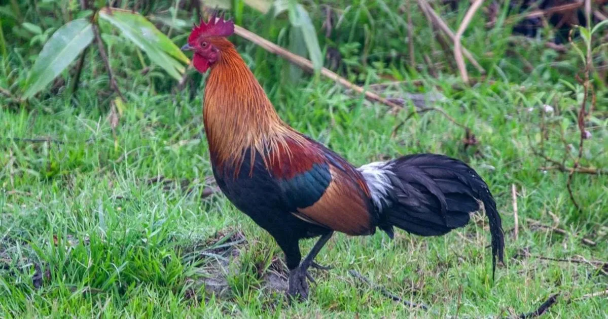 Animals in HOMESTAY Kampong KOTA AUR Resort with swimming pool, Kepala Batas, SEBERANG PERAI, PENANG -MOTAC registered Awarded ASEAN homestay standard Malaysia AWARD 2023-2028 Only 3 minutes from viral KG AGONG