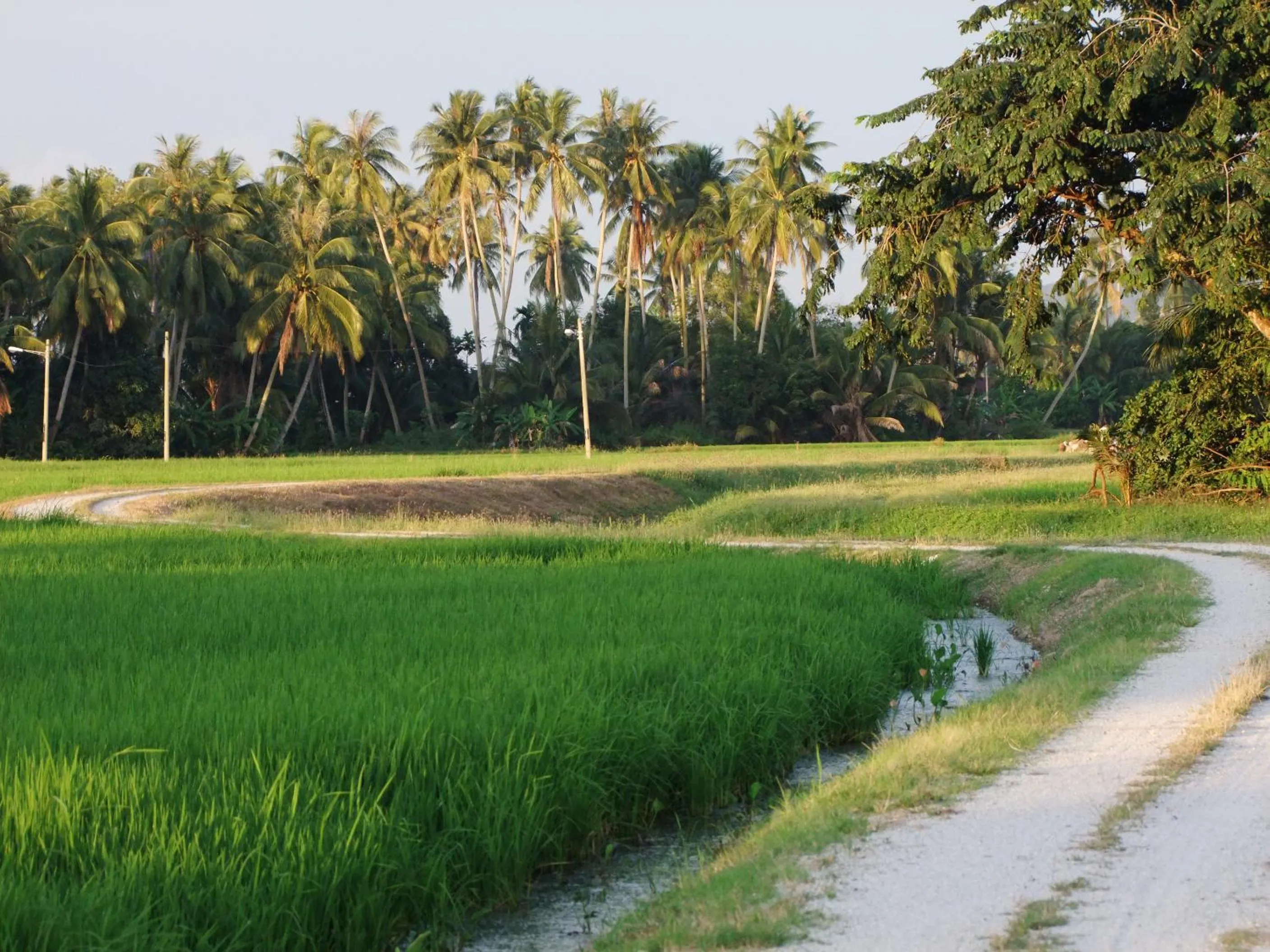 Garden in HOMESTAY Kampong KOTA AUR Resort with swimming pool, Kepala Batas, SEBERANG PERAI, PENANG -MOTAC registered Awarded ASEAN homestay standard Malaysia AWARD 2023-2028 Only 3 minutes from viral KG AGONG