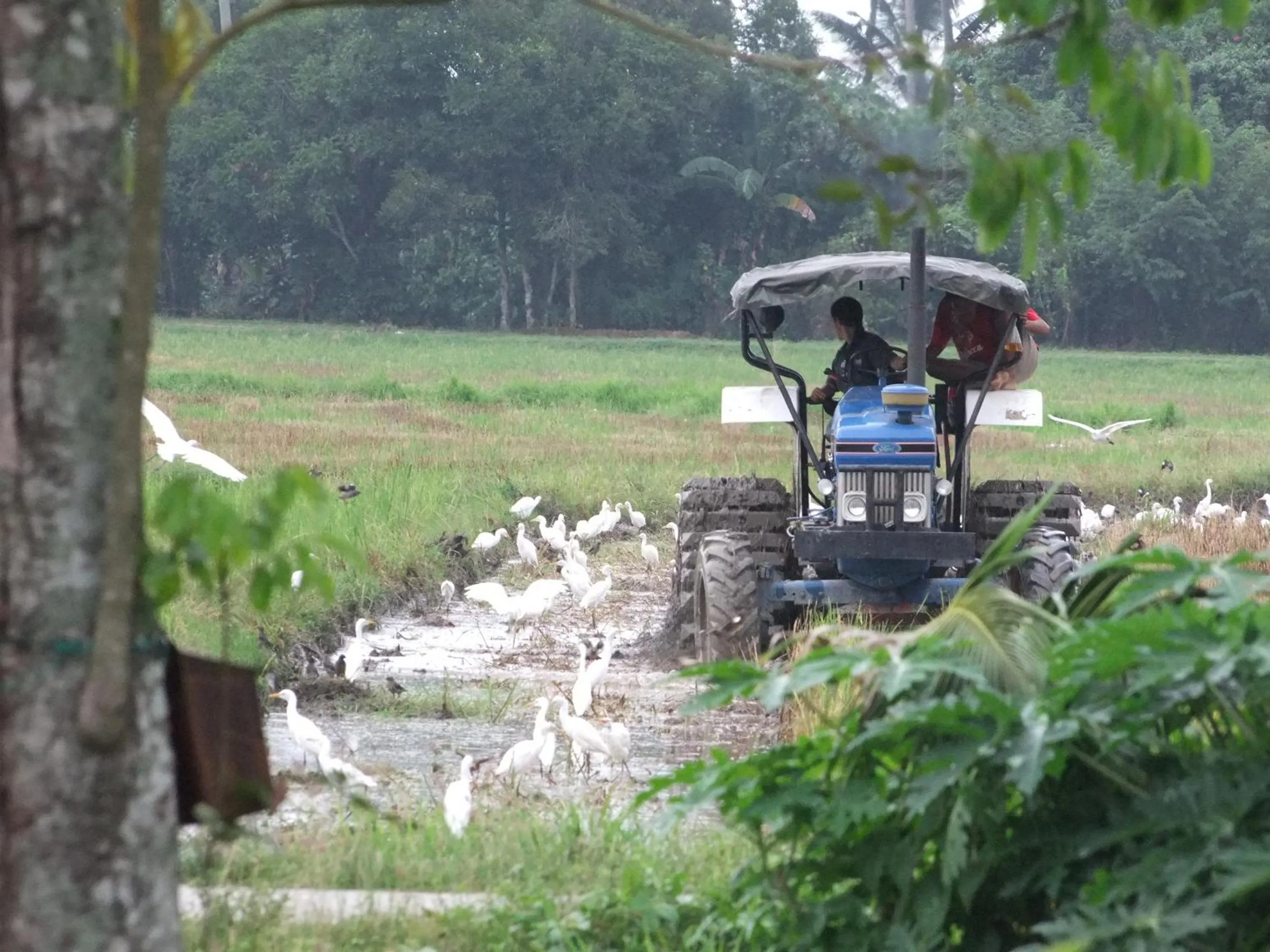 Garden in HOMESTAY Kampong KOTA AUR Resort with swimming pool, Kepala Batas, SEBERANG PERAI, PENANG -MOTAC registered Awarded ASEAN homestay standard Malaysia AWARD 2023-2028 Only 3 minutes from viral KG AGONG