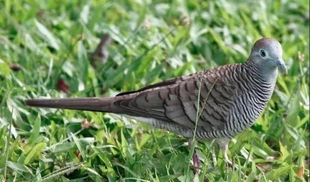 Animals in HOMESTAY Kampong KOTA AUR Resort with swimming pool, Kepala Batas, SEBERANG PERAI, PENANG -MOTAC registered Awarded ASEAN homestay standard Malaysia AWARD 2023-2028 Only 3 minutes from viral KG AGONG