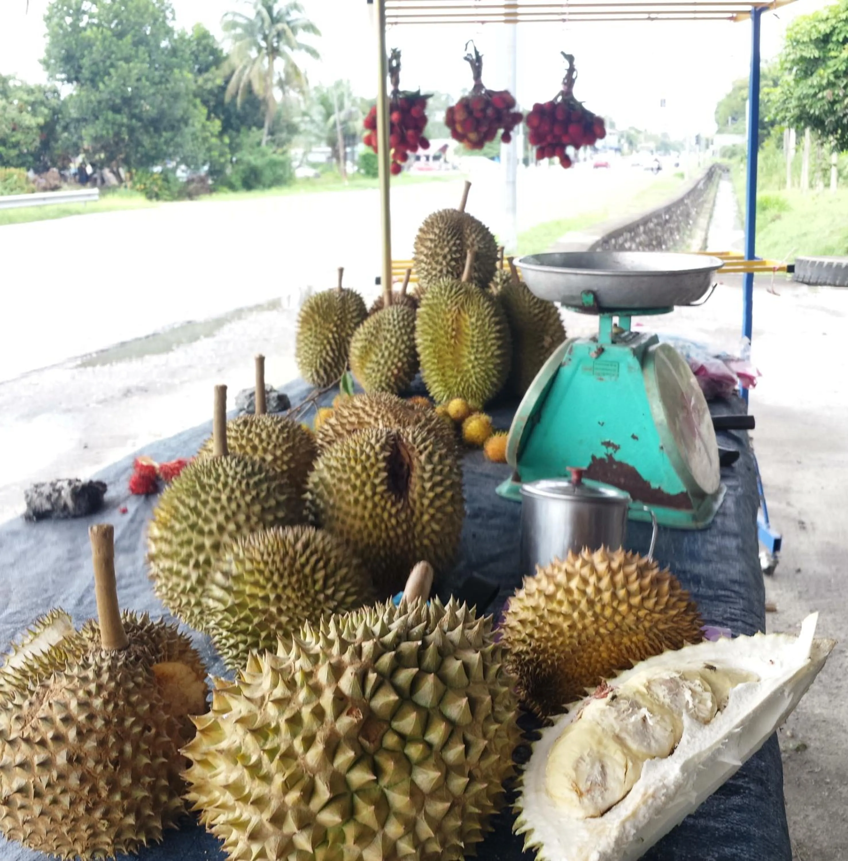 HOMESTAY Kampong KOTA AUR Resort with swimming pool, Kepala Batas, SEBERANG PERAI, PENANG -MOTAC registered Awarded ASEAN homestay standard Malaysia AWARD 2023-2028 Only 3 minutes from viral KG AGONG