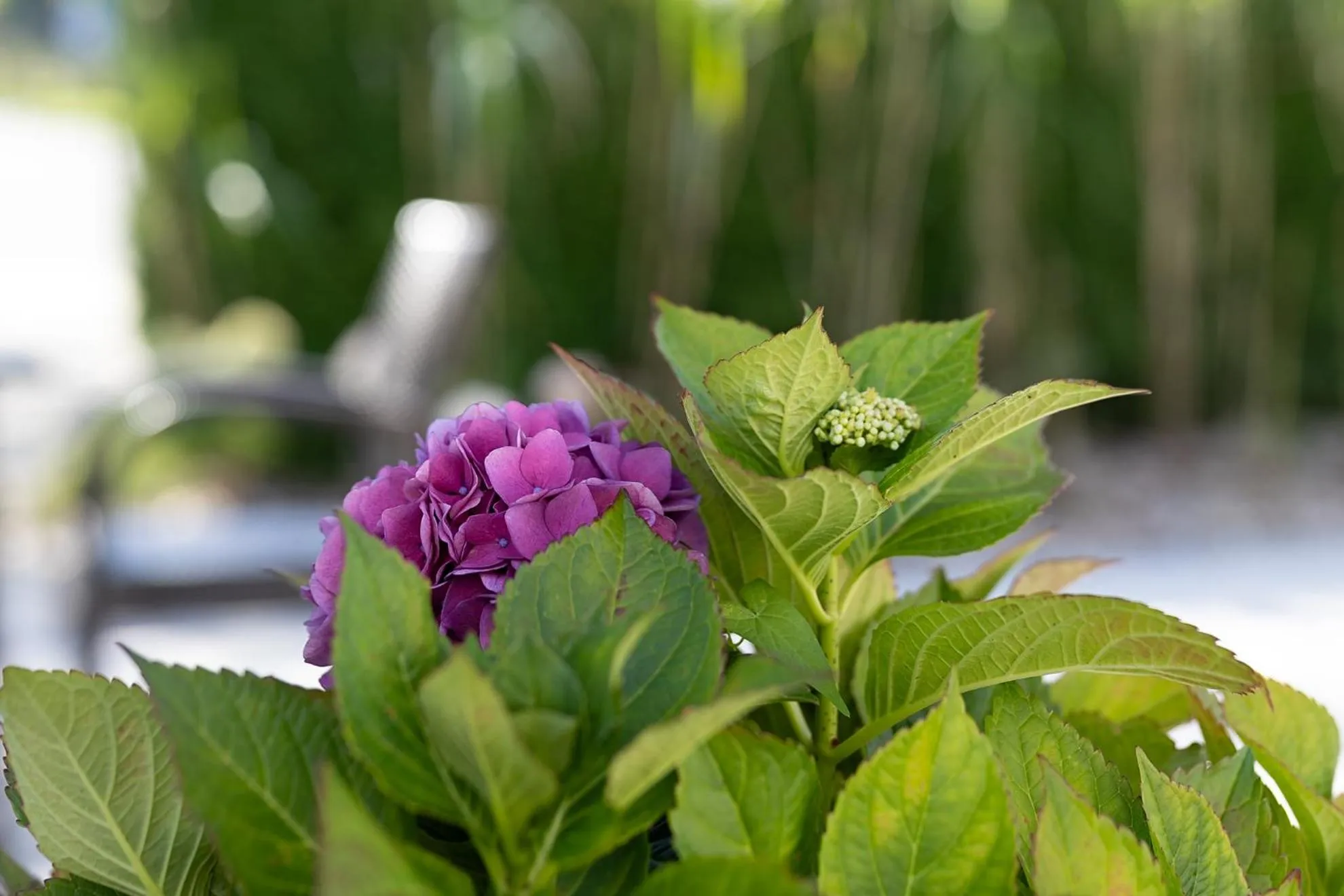 Garden in Mercure Karpacz Skalny