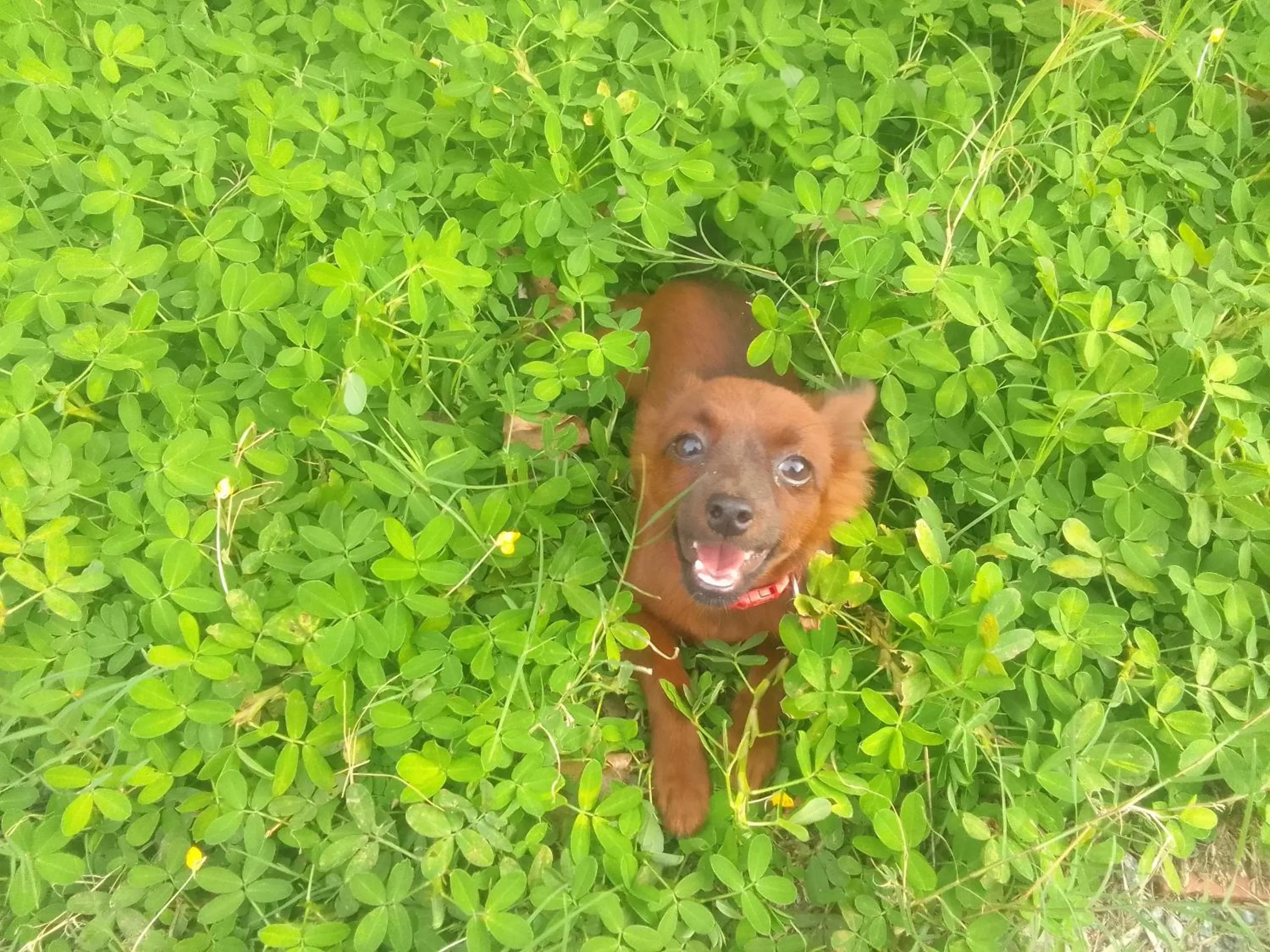Natural landscape in Hoang Phuc resort
