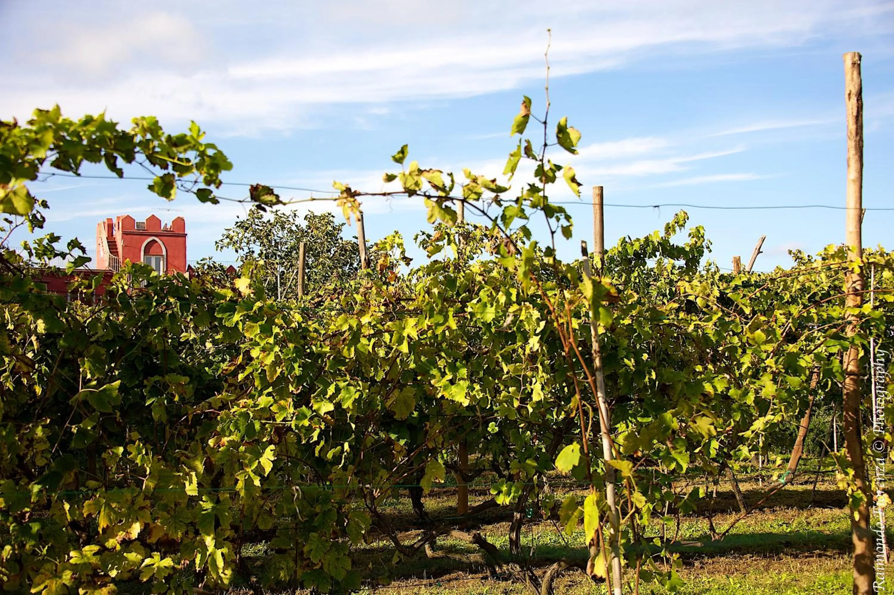 Facade/entrance in Albergo 'La Vigna'