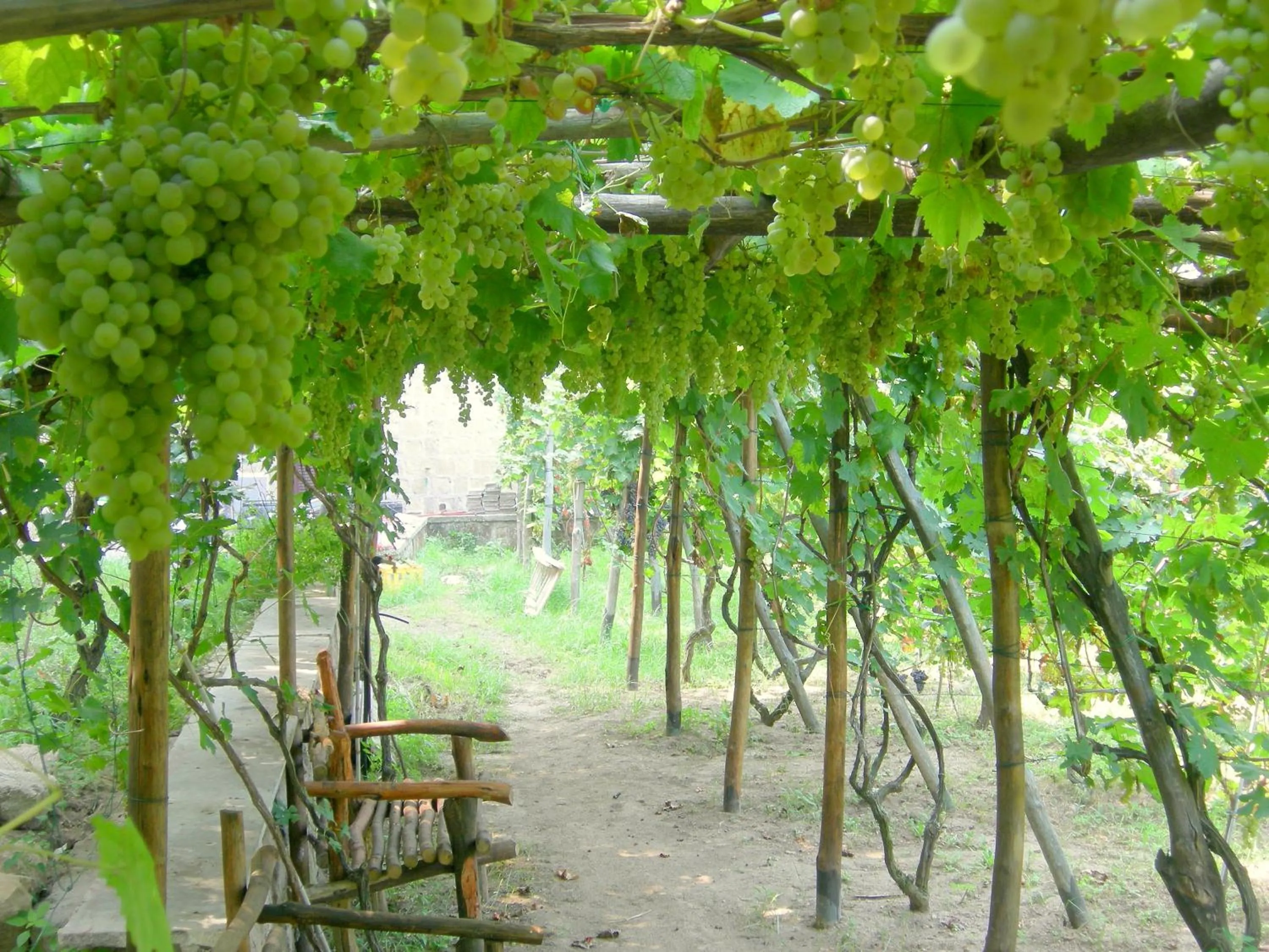 Patio in Albergo 'La Vigna'