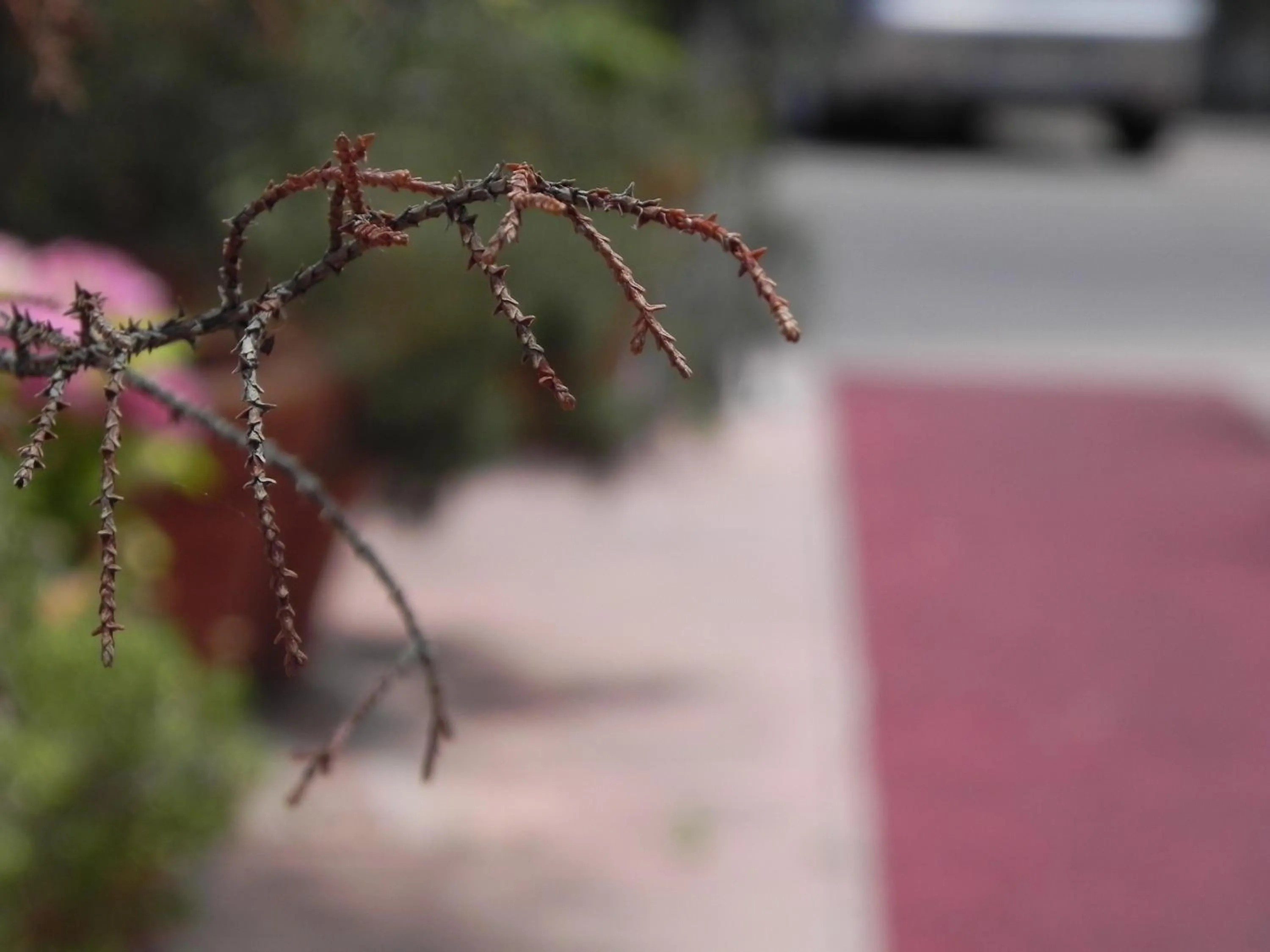 Other in Torreata Hotel & Residence