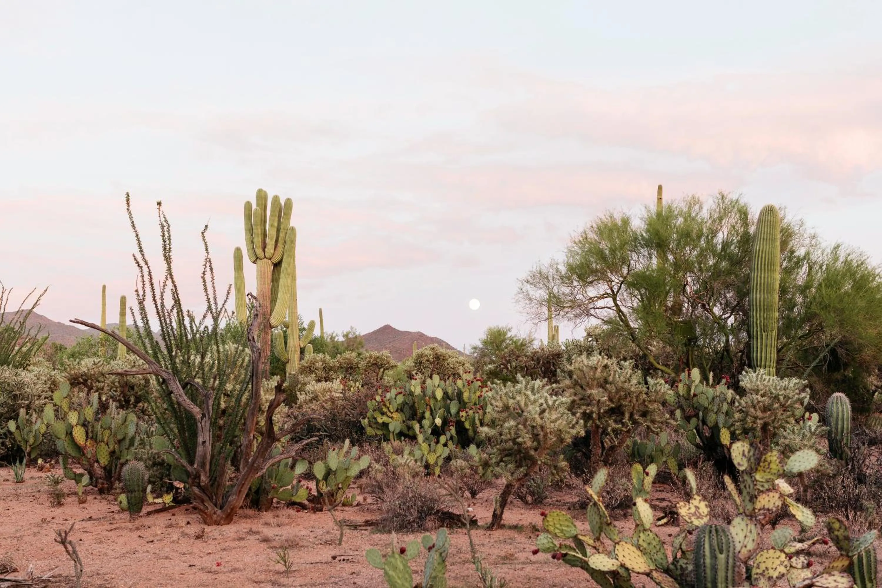 Natural landscape in The JTH Tucson